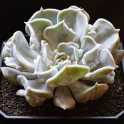 発根済カット苗 スリラーパール 標準サイズ Echeveria 'Thriller Pearl'