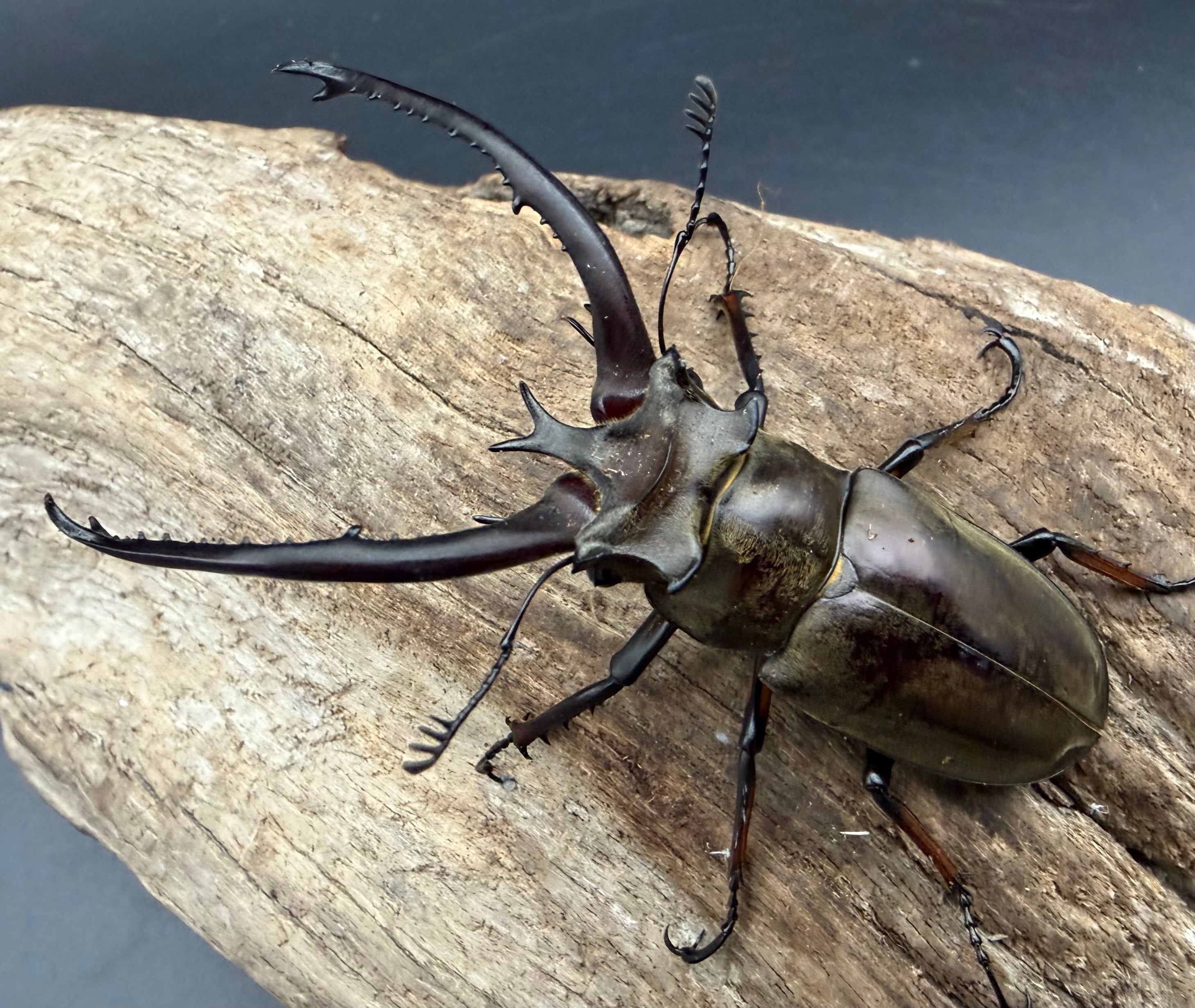 標本】天翅済み《オオキバヘビトンボ 中国産 開翅15cm前後》① | KPW