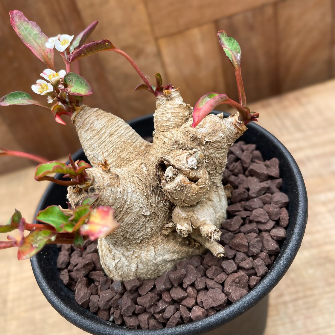 Euphorbia spannringii【ユーフォルビア・スパンリンギー(フィッシュ  