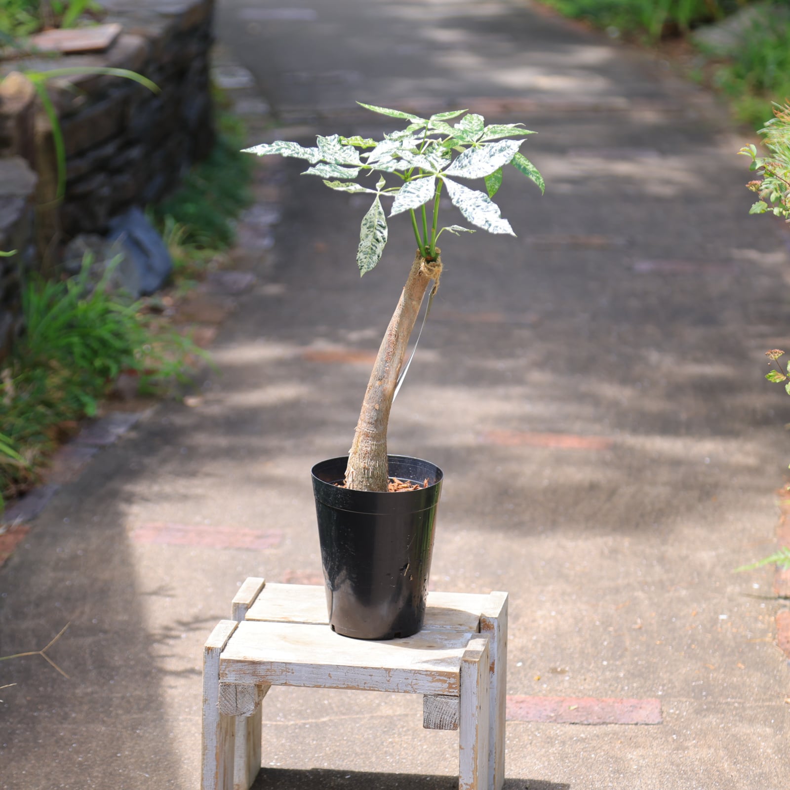 希少！美しく上品 パキラ ミルキーウェイ 斑入りパキラ 観葉植物　耐陰性植物　5寸