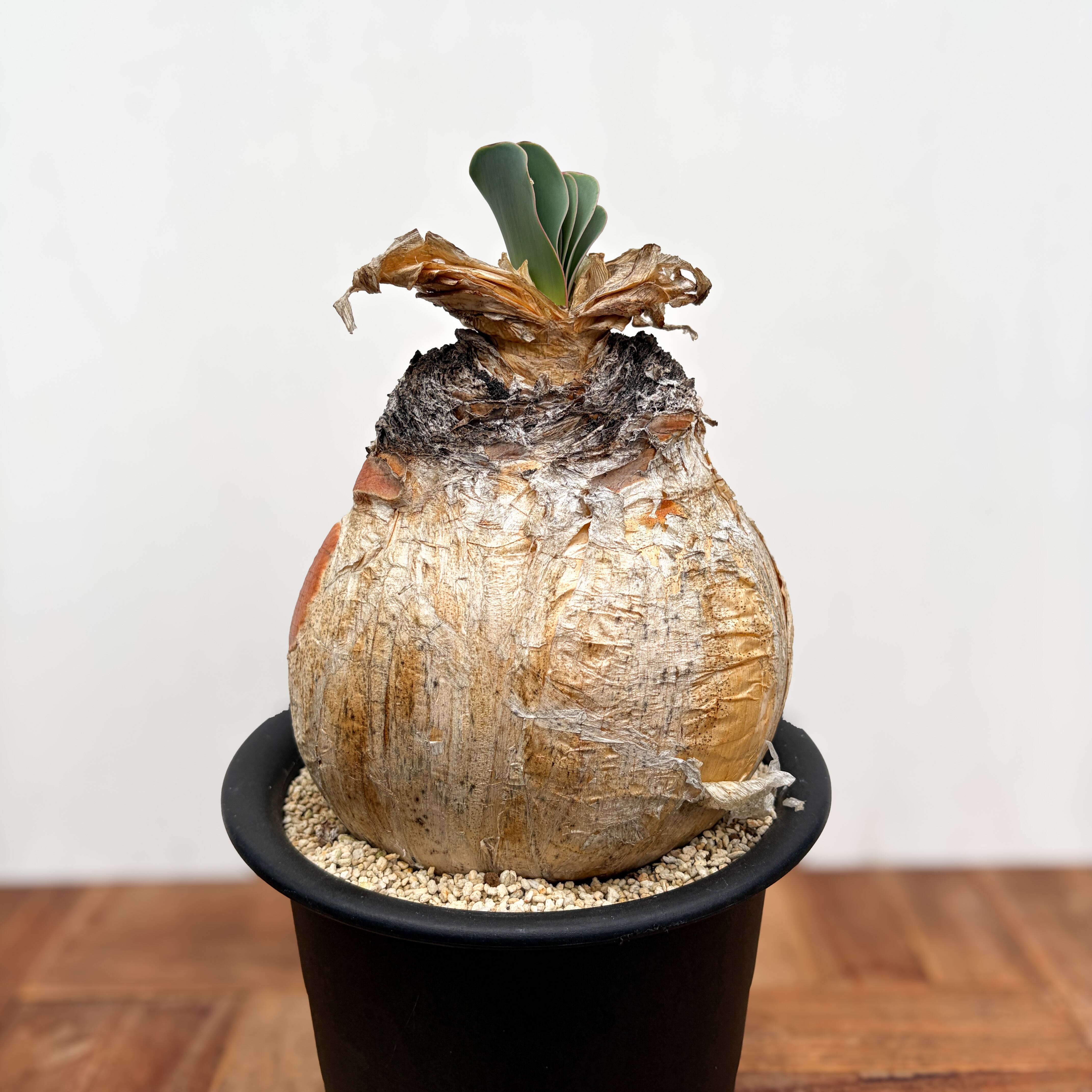 Boophane haemanthoides【ブーファン・ハエマンソイデス】 | RIMO'S