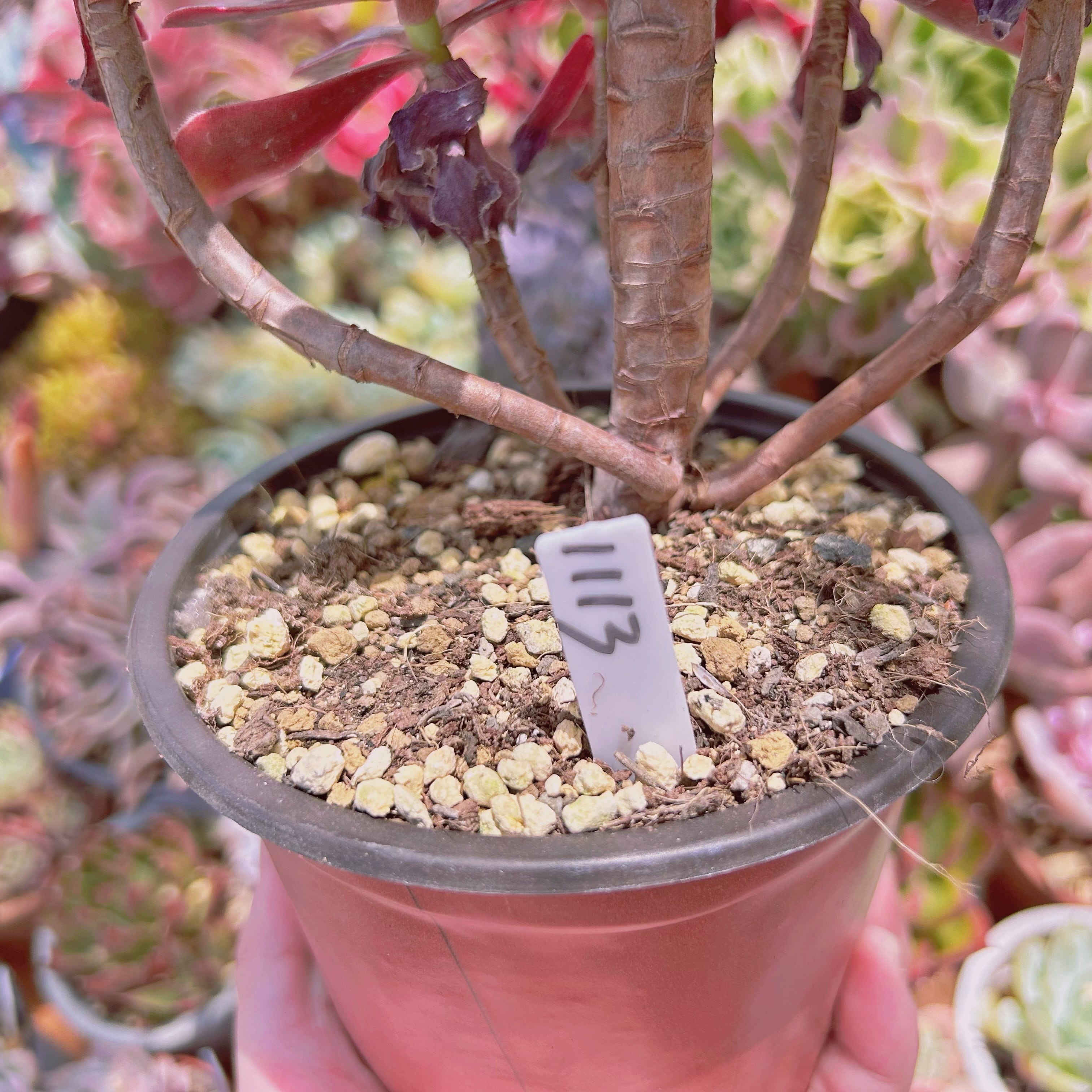1113現物 多肉植物 メデューサ 特大群生 抜き苗 | るる農園~多肉植物専門