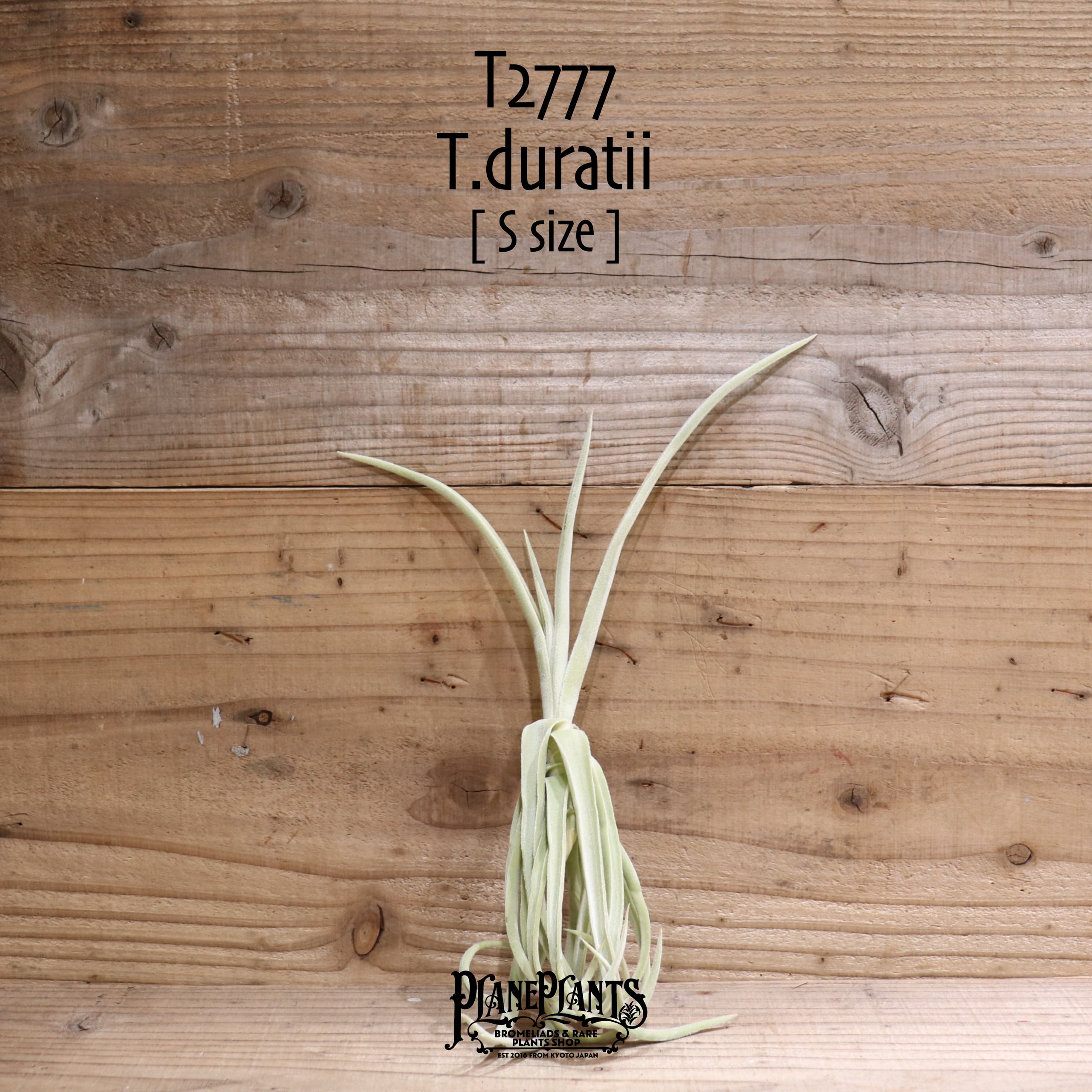 【送料無料】duratii S〔エアプランツ〕現品発送T2777