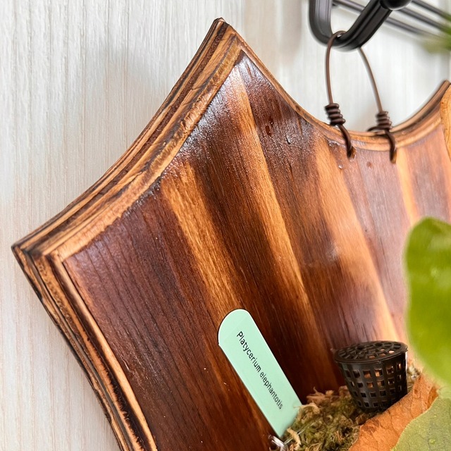 ビカクシダ エレファントティス 中株 板付 【観葉植物 壁掛け コウモリラン】