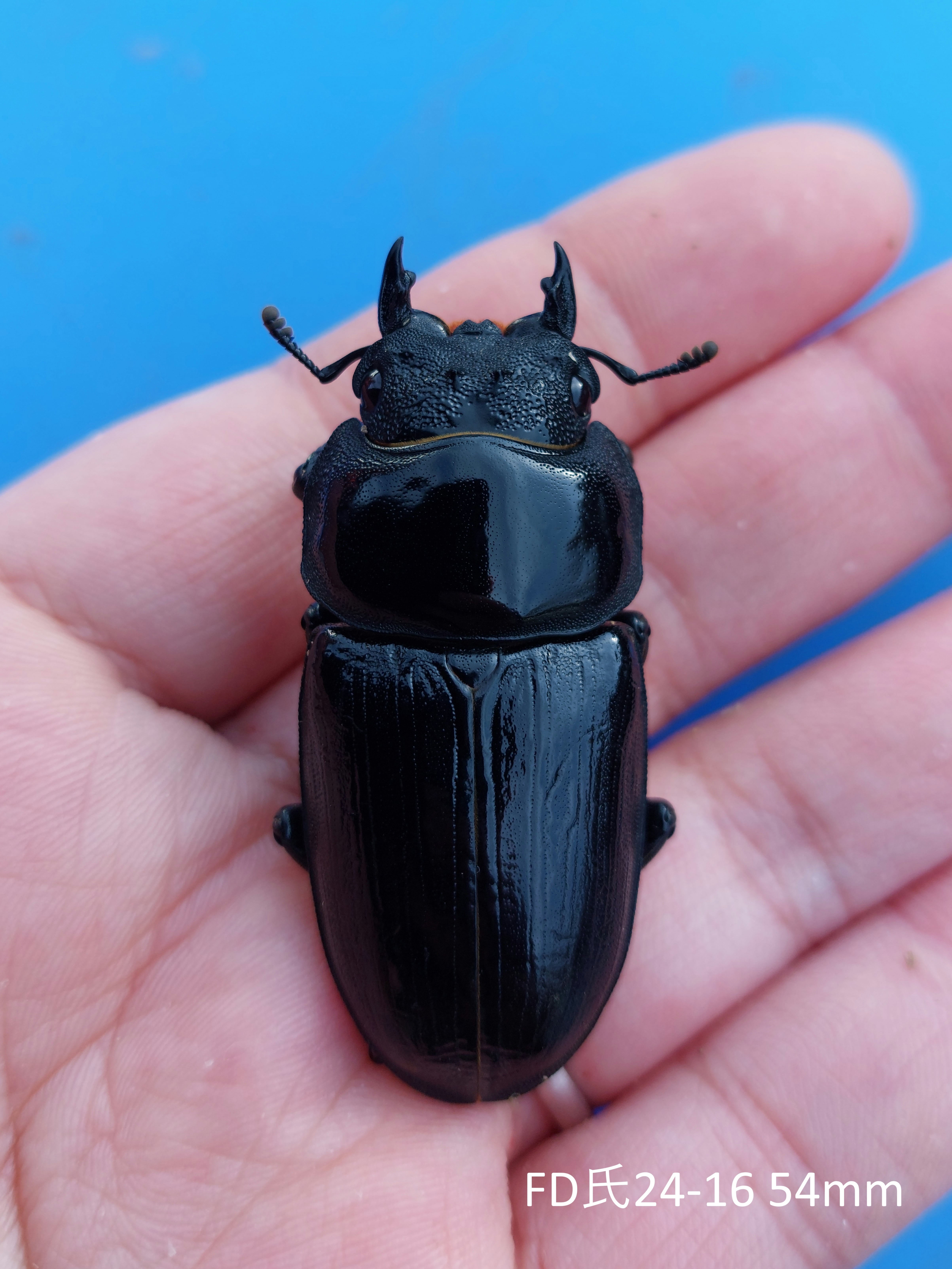 オオクワガタ[久留米産] 国産オオクワガタ（久留米産）67mmペア【新成虫】 | 国産クワガタ