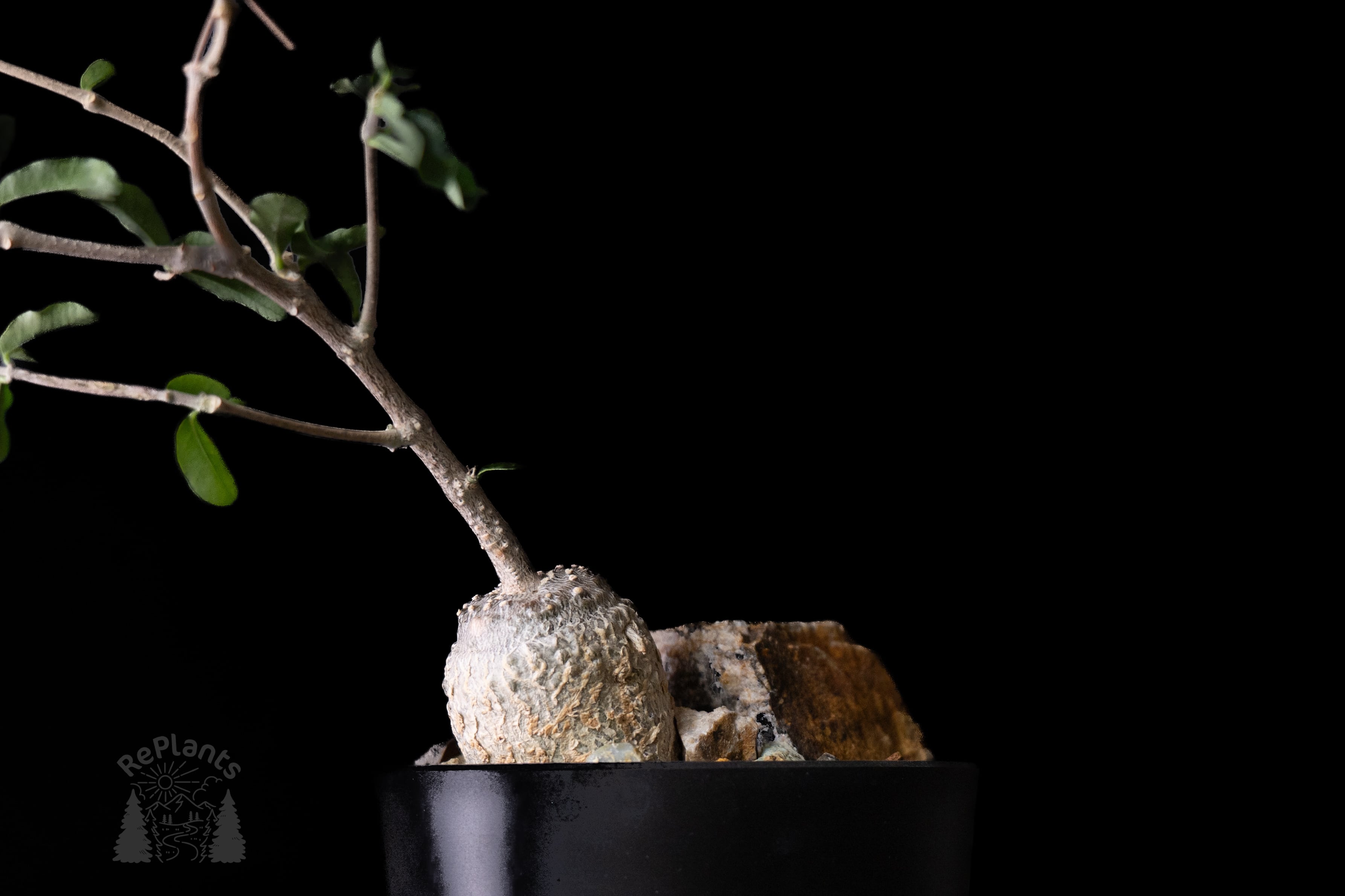 エリオシケ・パウキコスタータ（黒冠玉）プランツタグ付き | RePlants