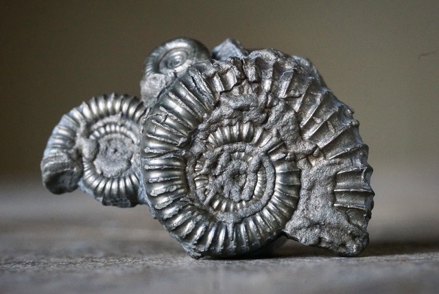 UK産パイライト化アンモナイトクラスター  Pyrite Ammonite