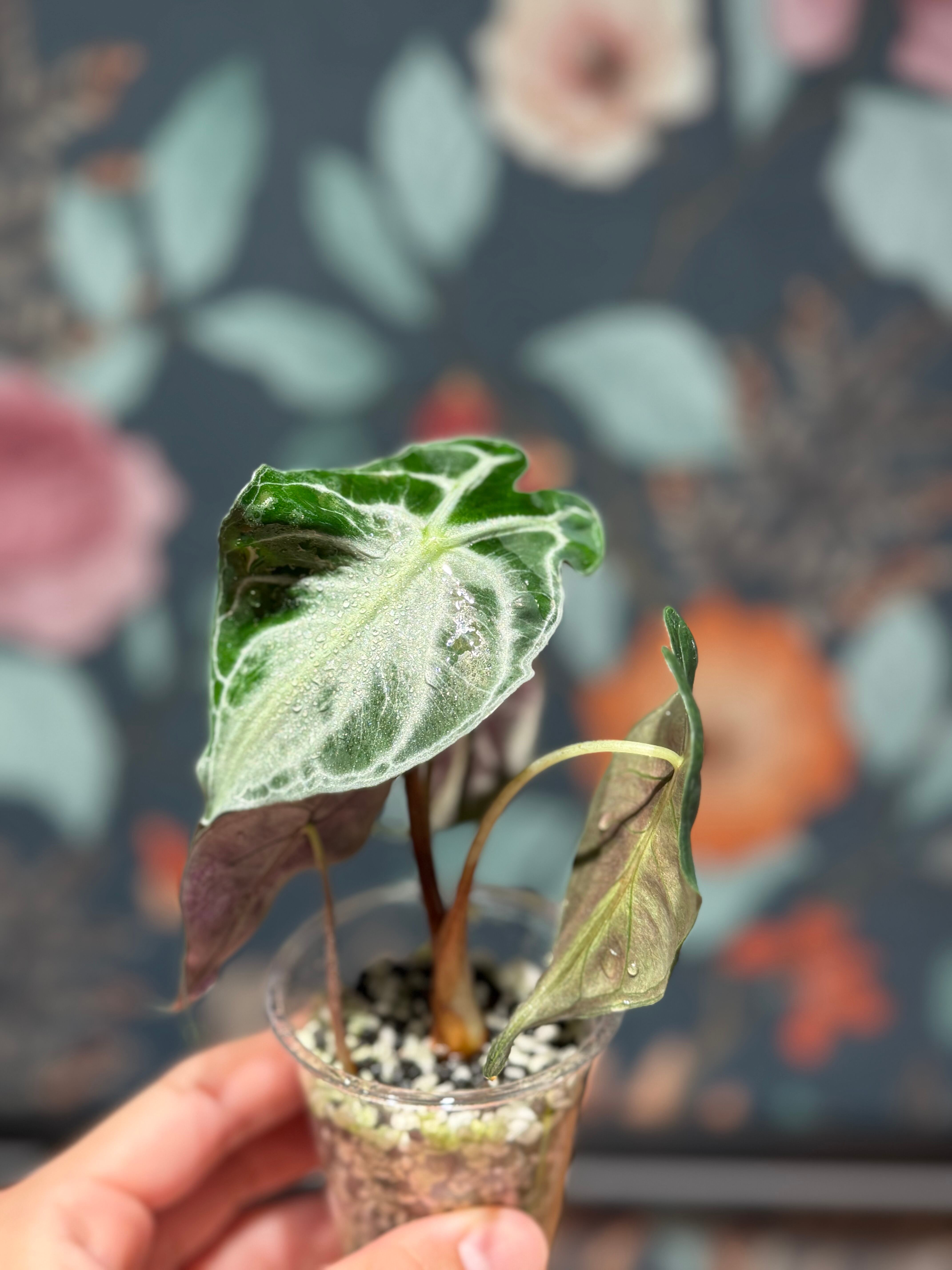 希少】Alocasia Venom（子株付き） | RARE PLANT LAB