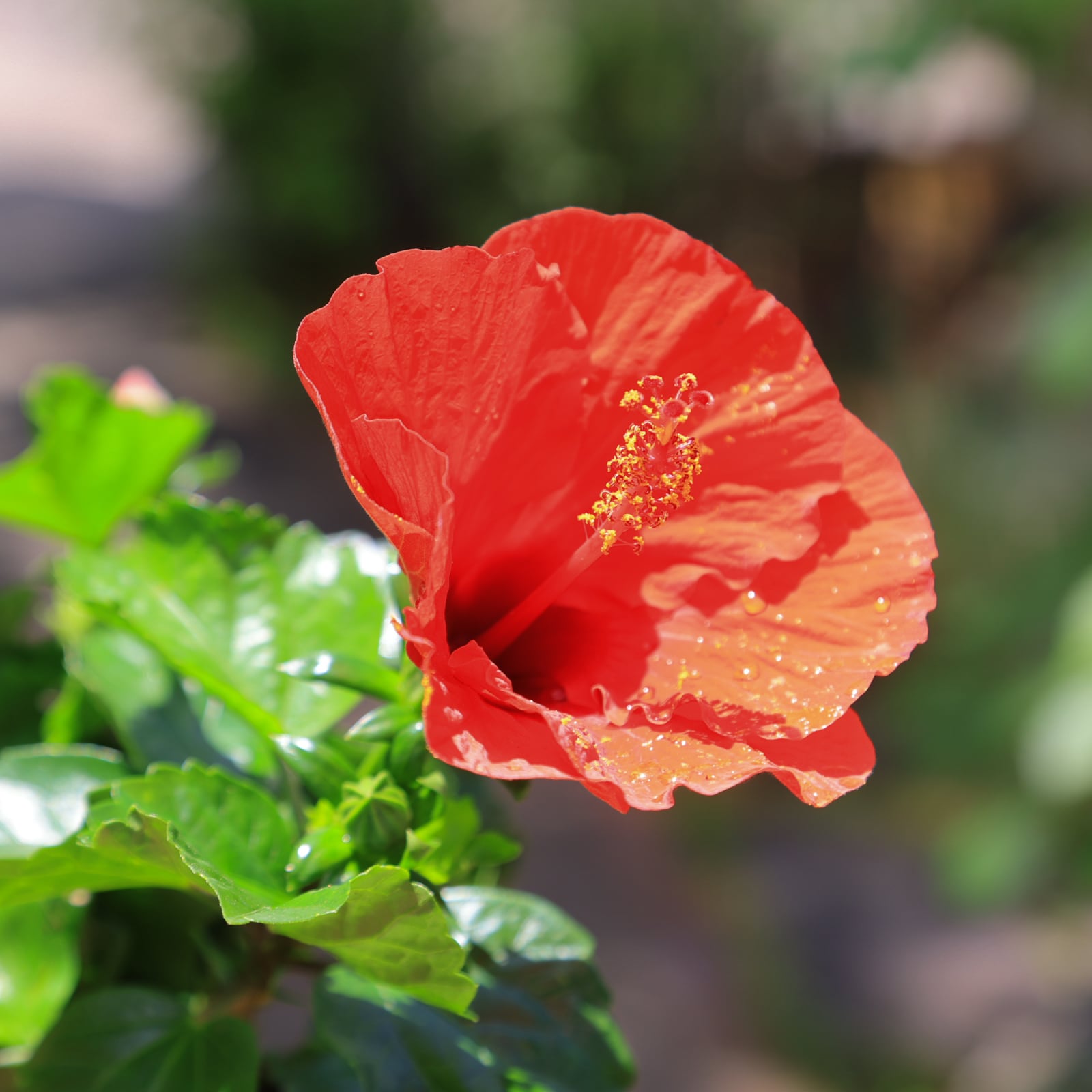 ガーデン ハイビスカス○(赤)大輪 一日花 毎日花摘みで次々咲いて