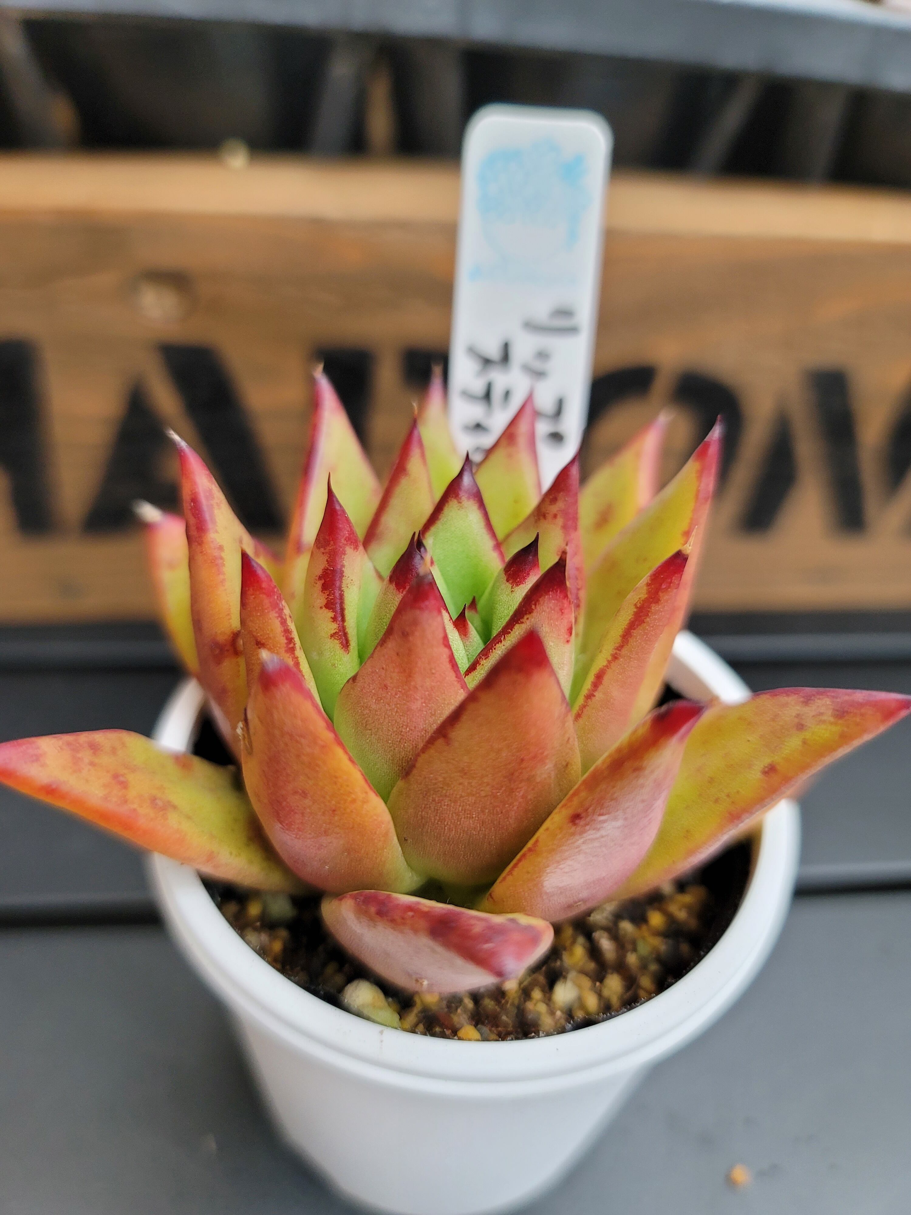 ドイツシャンペン 多肉植物 エケベリア 284 | Pay ID