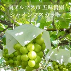 【10月5日お届け分まで】甘さはじける！五味農園の大粒・極上シャインマスカット（２房セット）