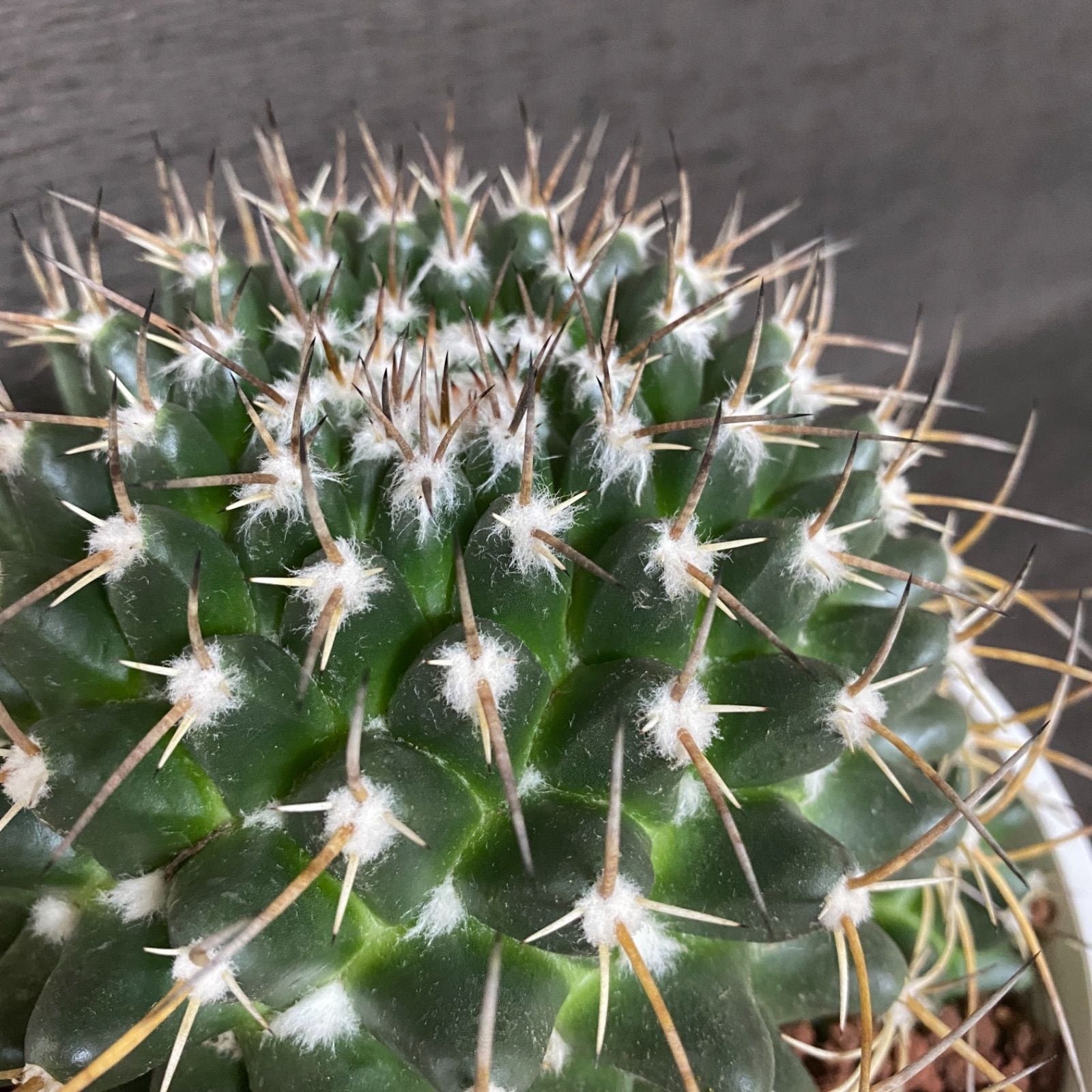 ブカレンシス Mammillaria Bucareliensis 6寸 サボテン | SABOTEN