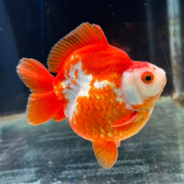 極上!更紗琉金ショートテール 極上!更紗琉金ショートテール