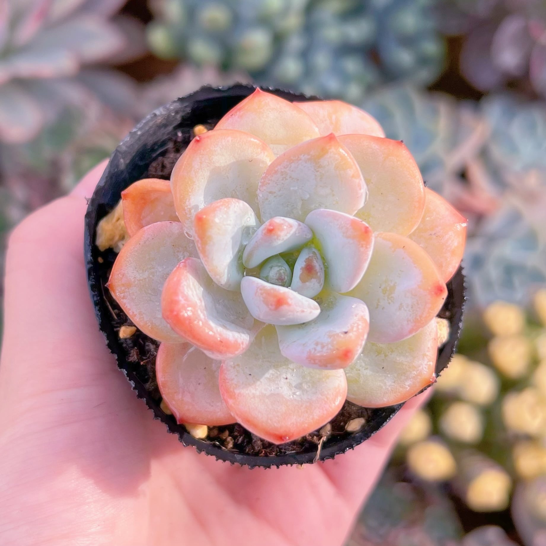 現品　夢雪#648　るる農園