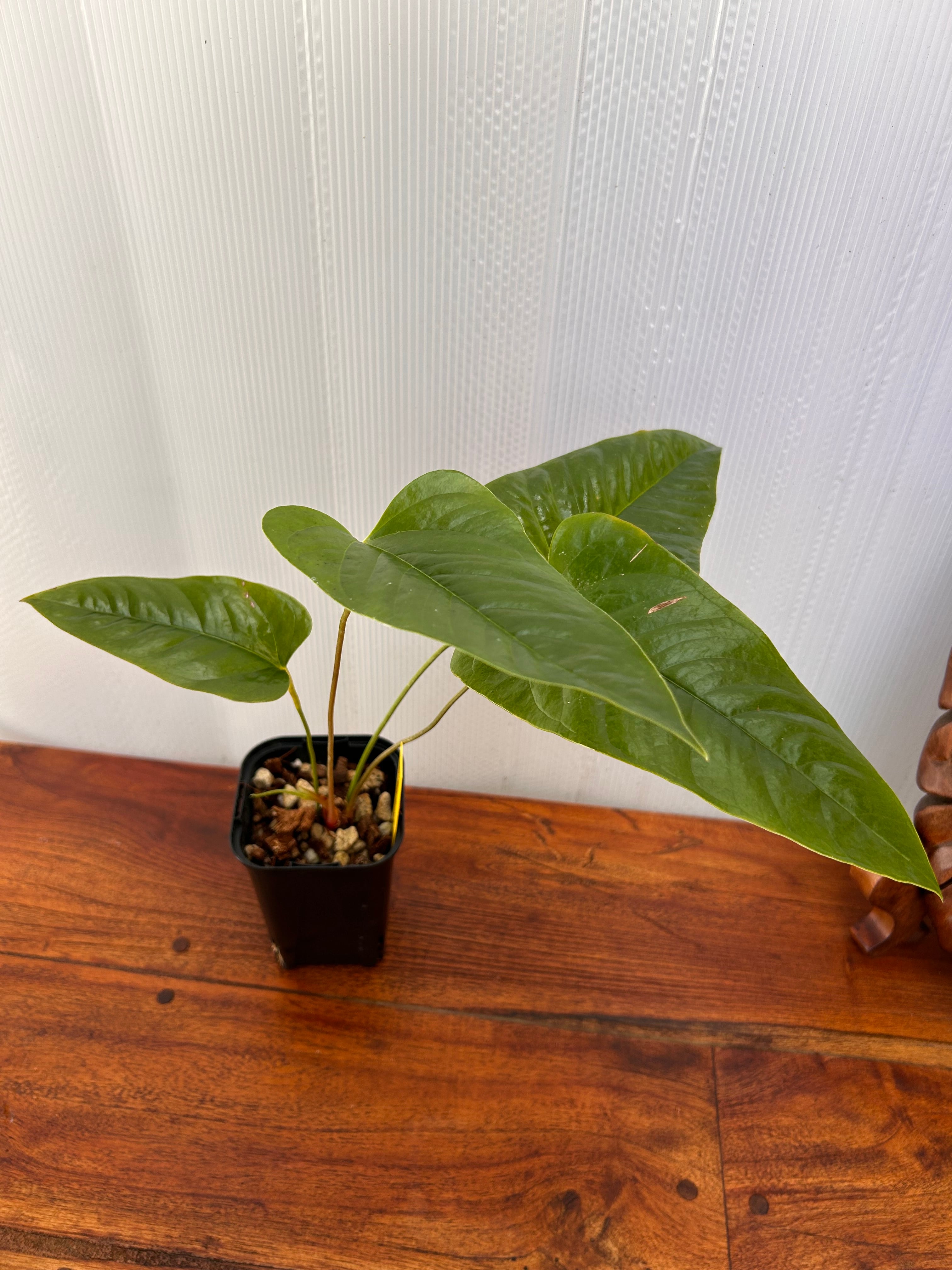 Anthurium | BALI-AN 園芸