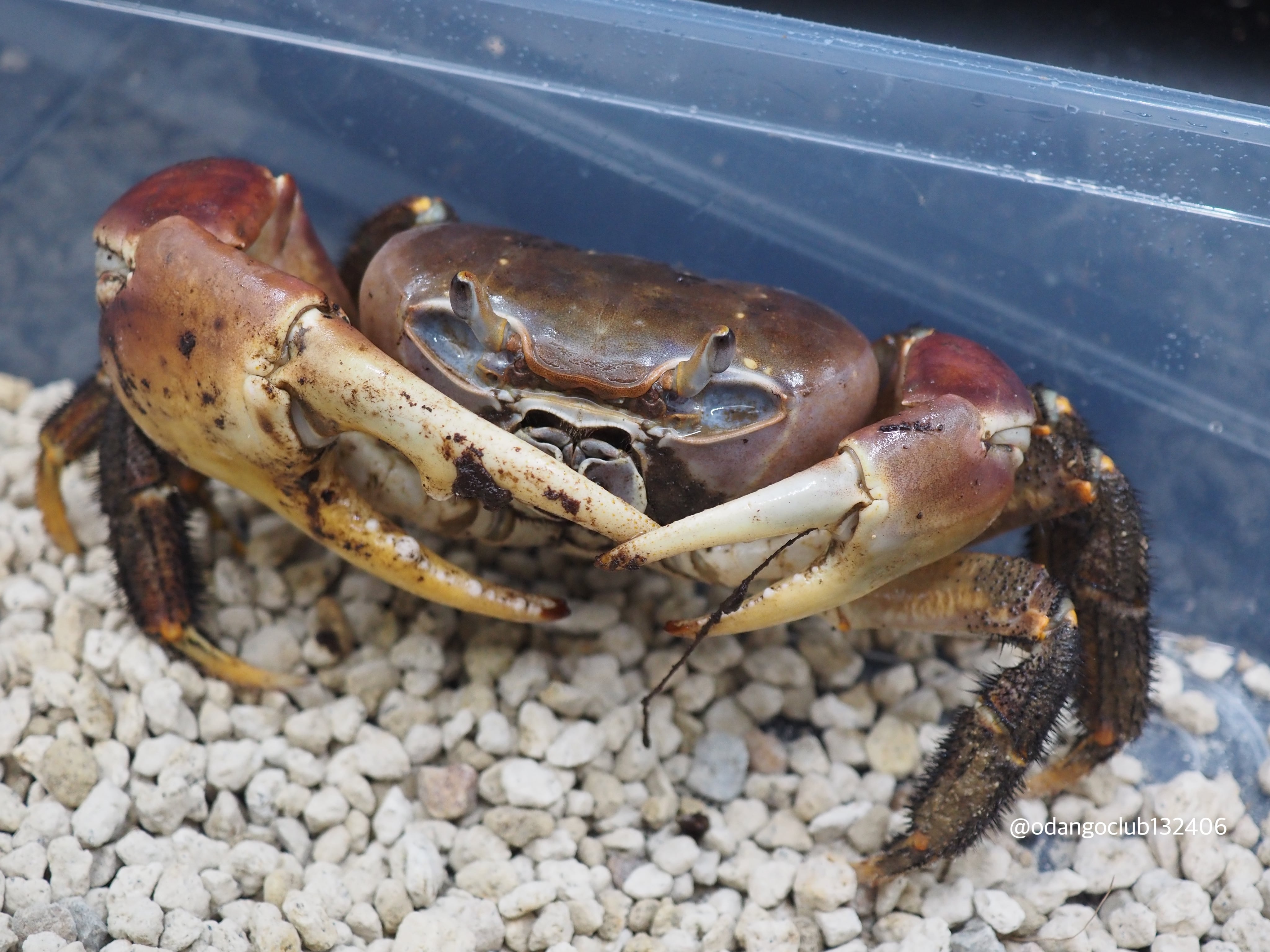 ①西表島産 ミナミオカガニ ♂ 1匹 カニ | おだんごくらぶ