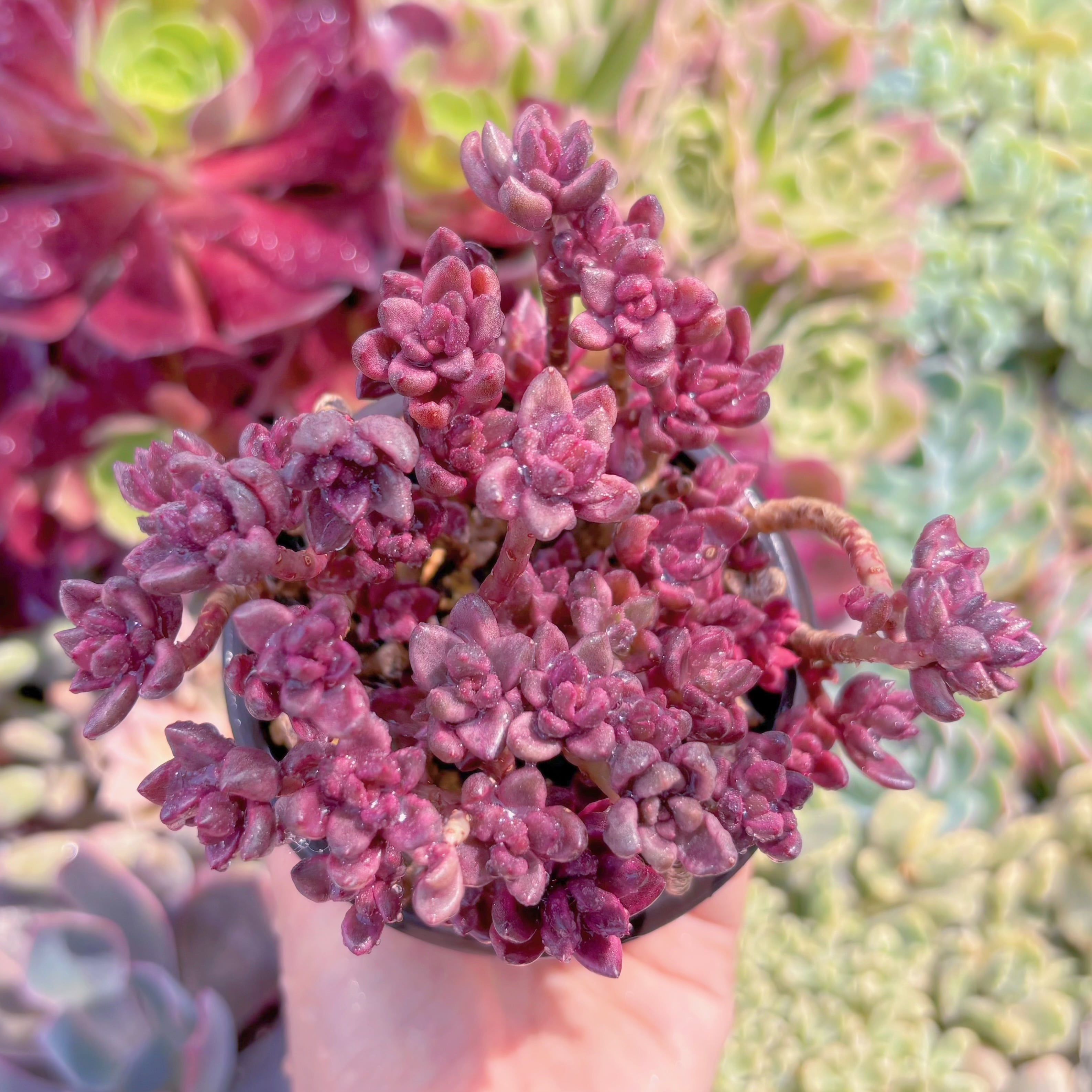 現品　チョコレート錦#649　るる農園