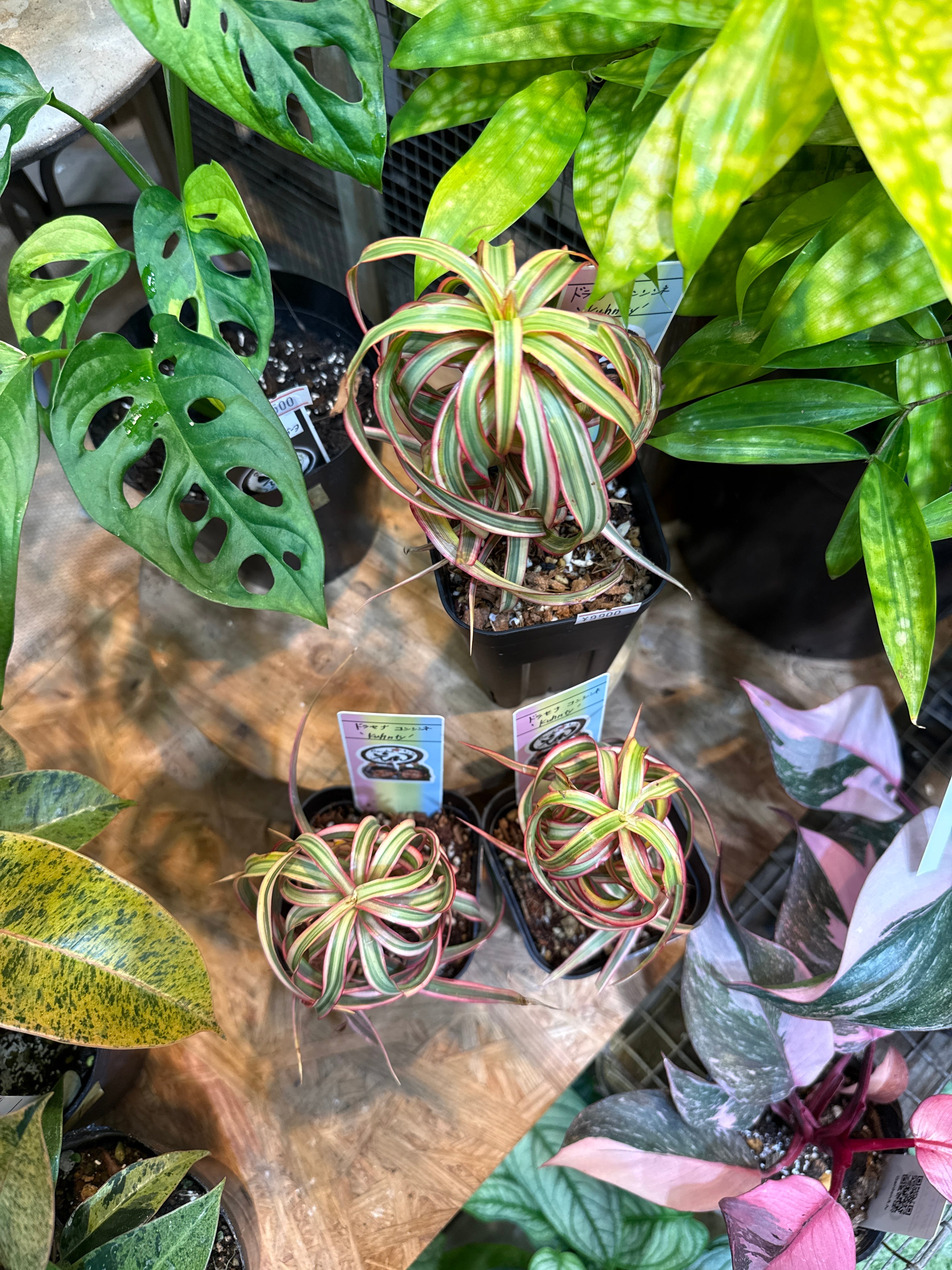 ドラセナ コンシンネ トリカラー 