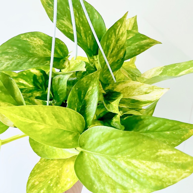 優雅に彩る ポトス テルノロビン ハンギング 観葉植物 calm cafe