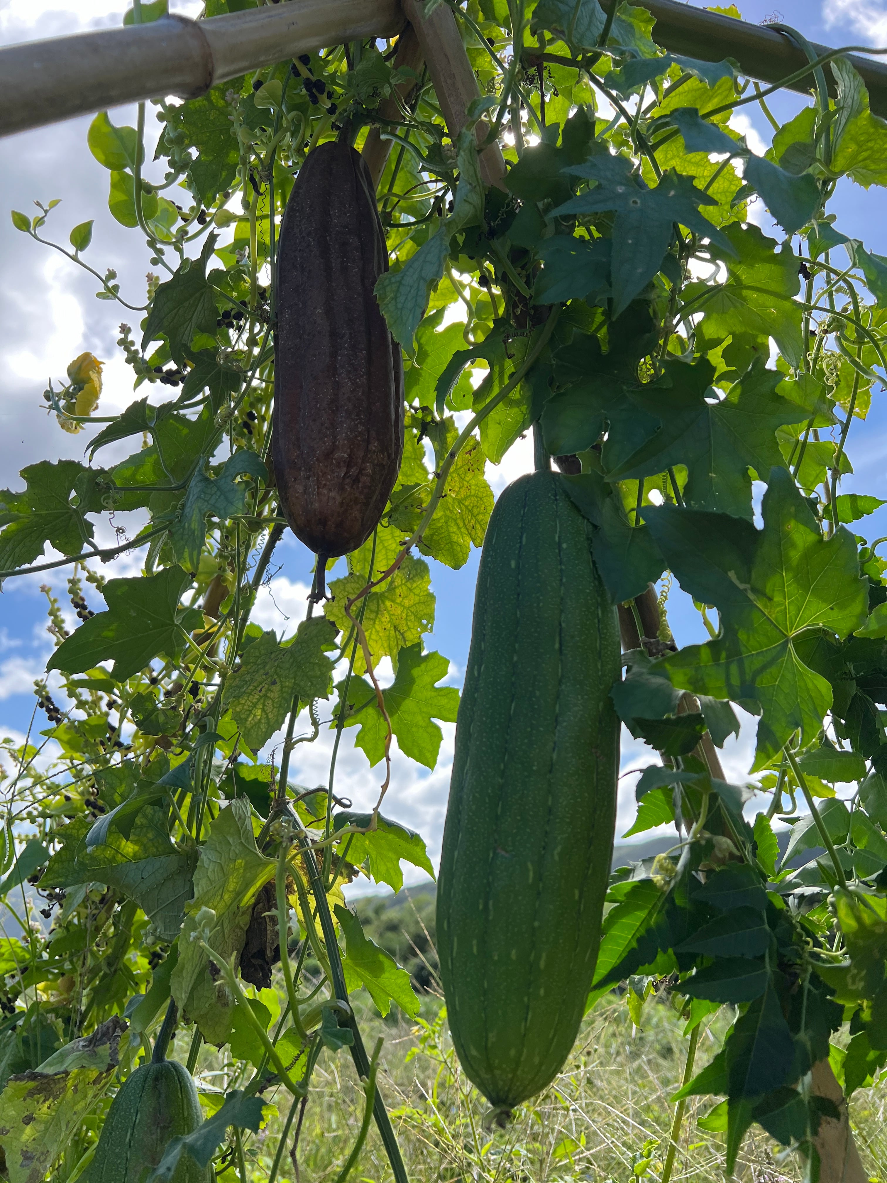 ヘチマたわし中(20cm未満) | NaNaya Farm