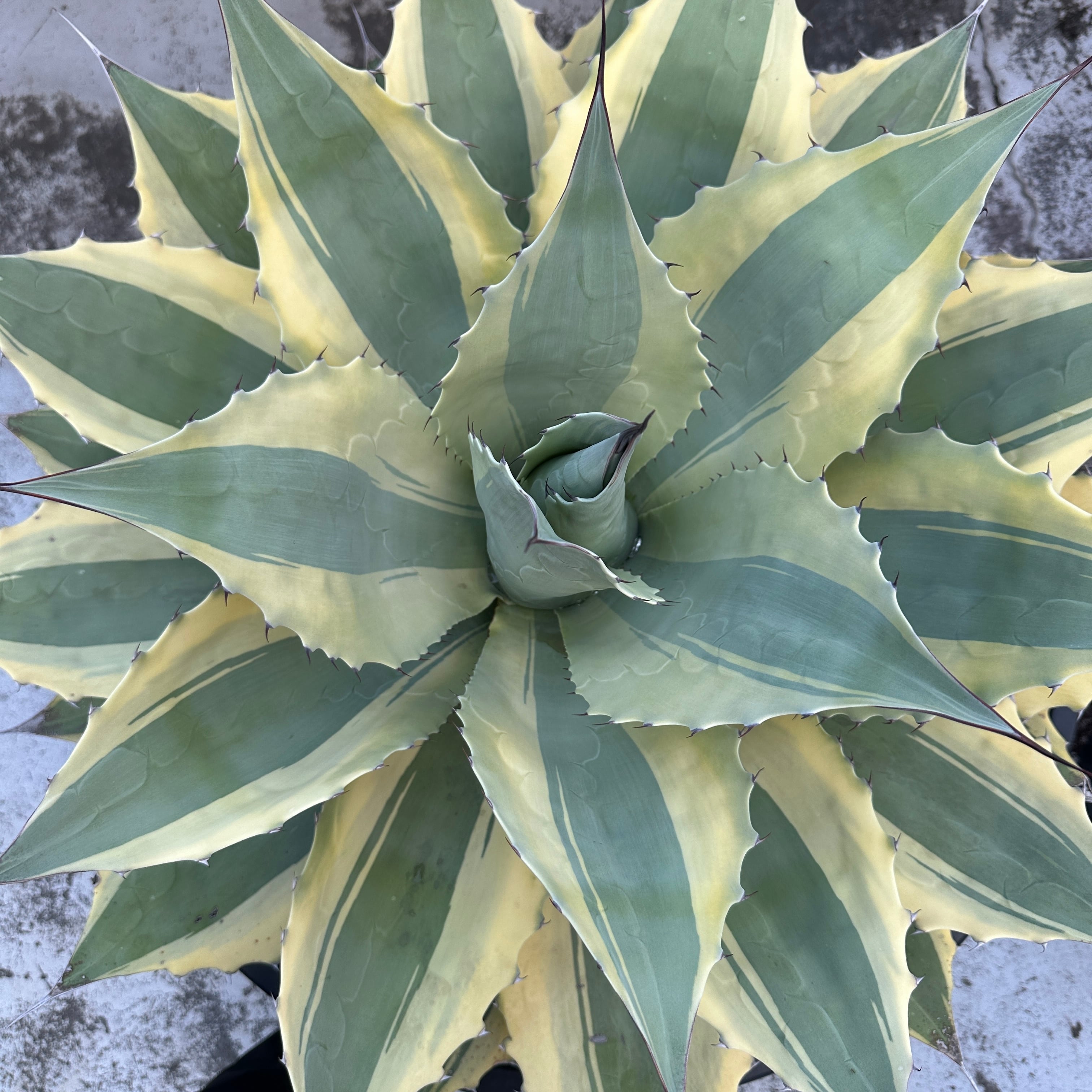 アガベ チタノタ ジャガーノート ハイブリッド | THE CORE