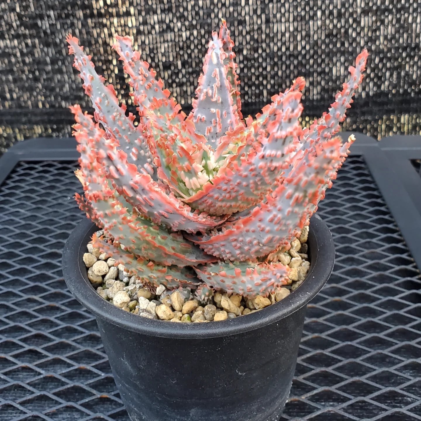 アロエ　ハイブリッド　Aloe hybrid 第四種　Ma84 アロエ ハイブリッド【Aloe hybrid】010 – linkplants -リンクプランツ-