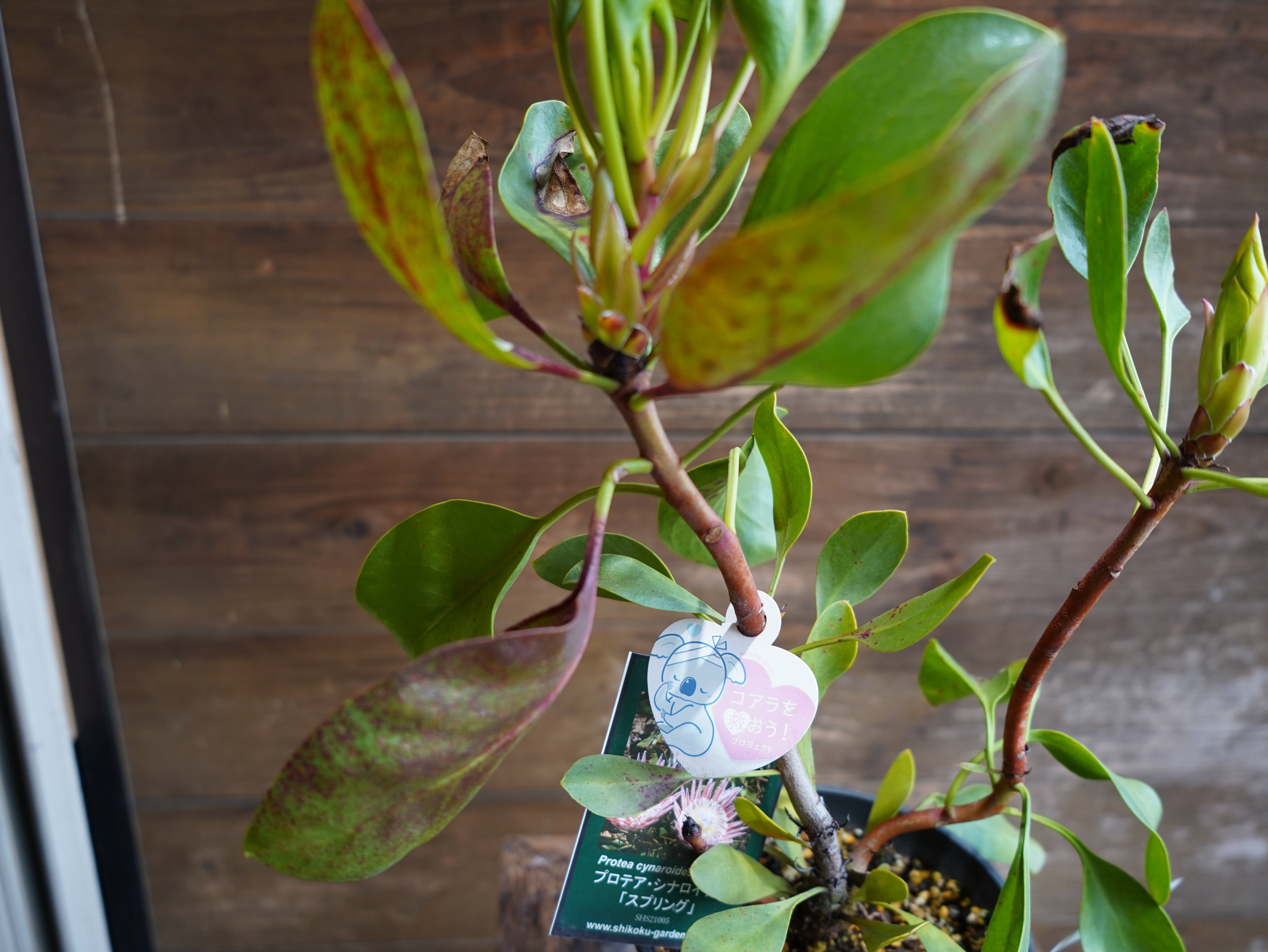 【現物】プロテア ・ シナロイデス「スプリング」