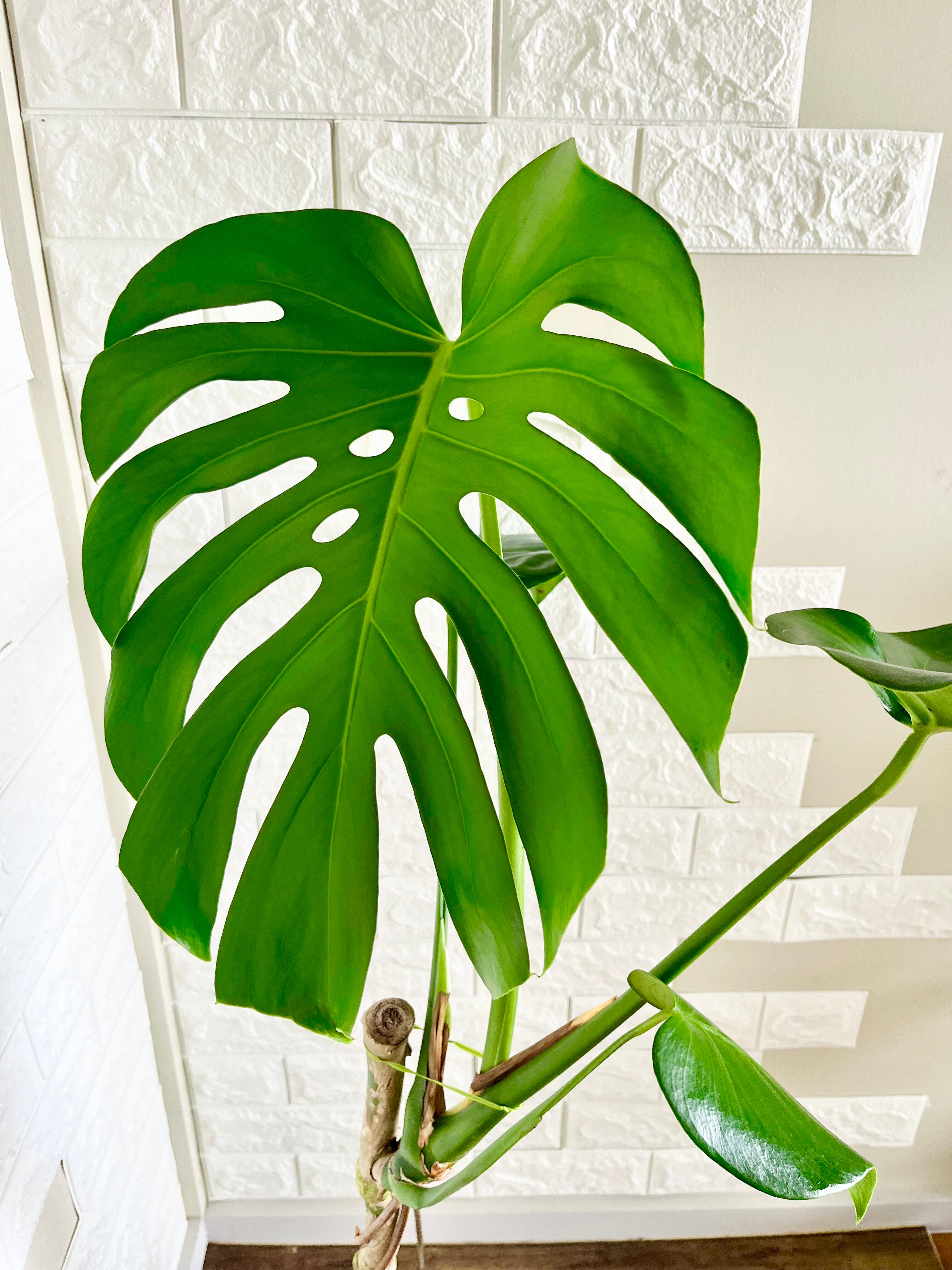 モンステラ⭐️木質化根上がり | 観葉植物のお店 feerie（フェリエ）