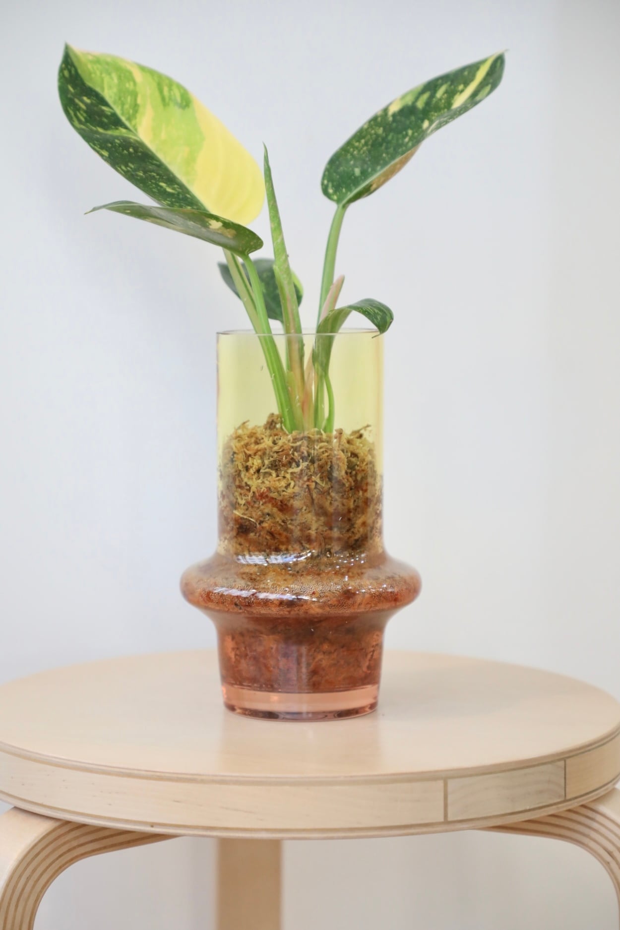 アデニウムモンスター2鉢❗陶器植え❗すぐに飾れます❗可愛い(´・∀・) M】アデニウム モンスター/Adenium arabicum monster ※陶器鉢付き