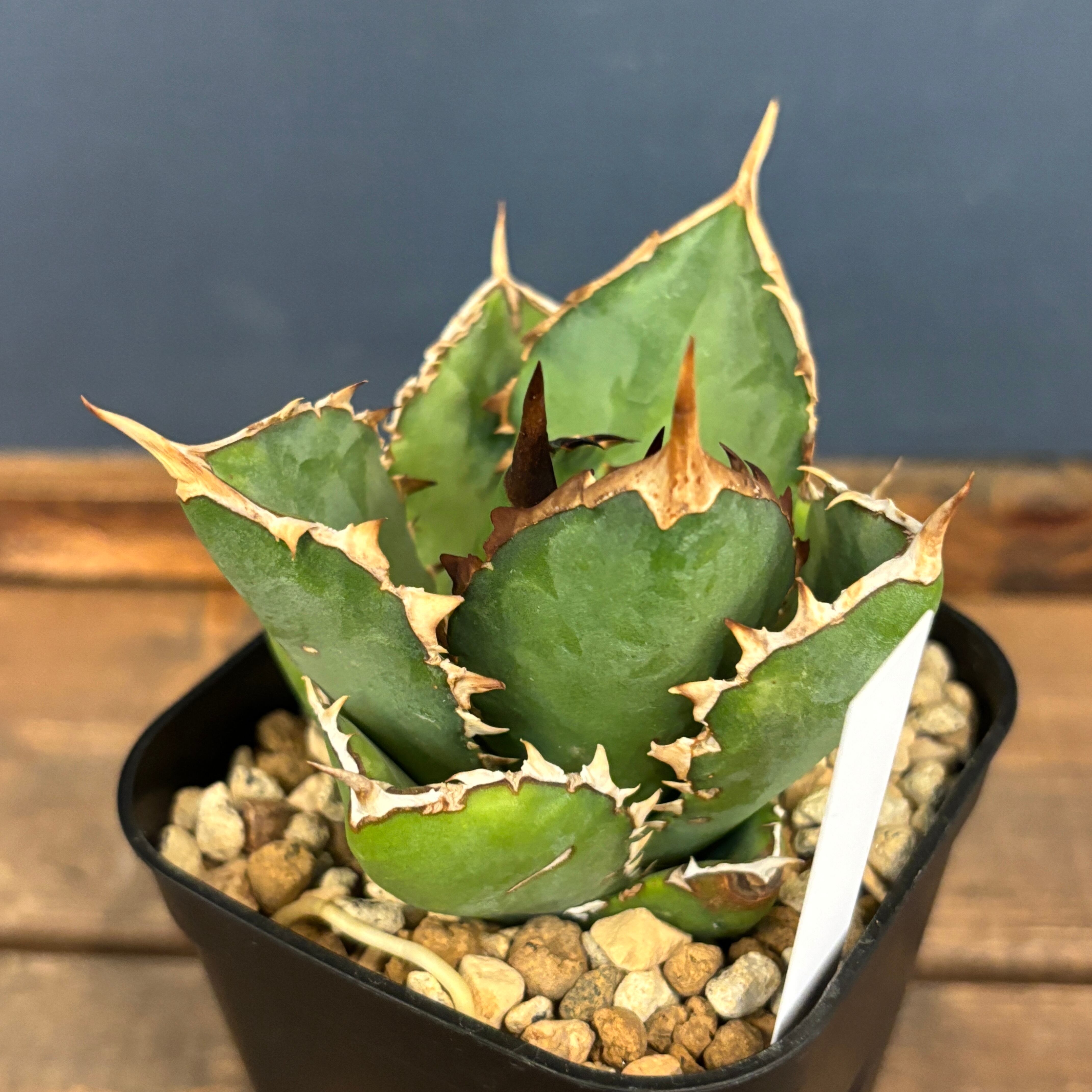 現物】アガベ チタノタ オテロイ ペルシアンドワーフ 大株 良血統