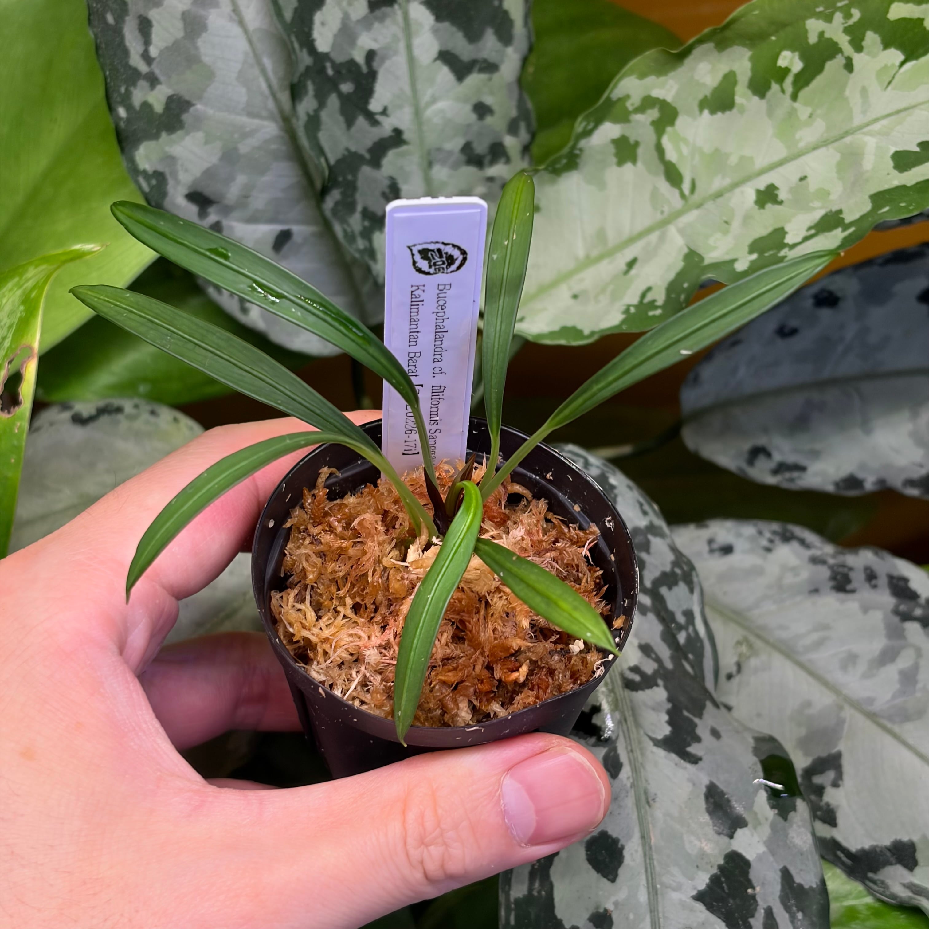 Bucephalandra ブセファランドラ | 熱帯雨林植物専門店 トイ吉園芸