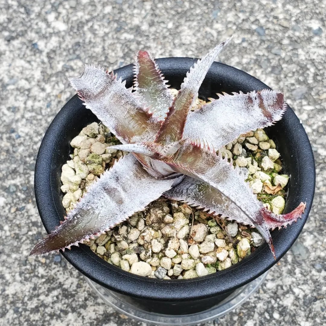 Ryu Dyckiaまとめて4品種 Ryu様専用 Dyckiaまとめて4品種