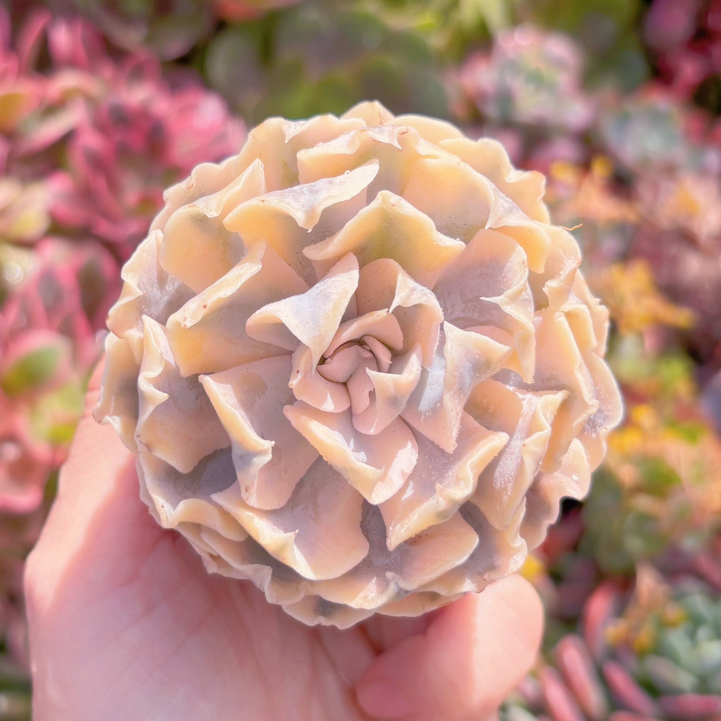 多肉植物　リベリア錦　新入荷　るる農園