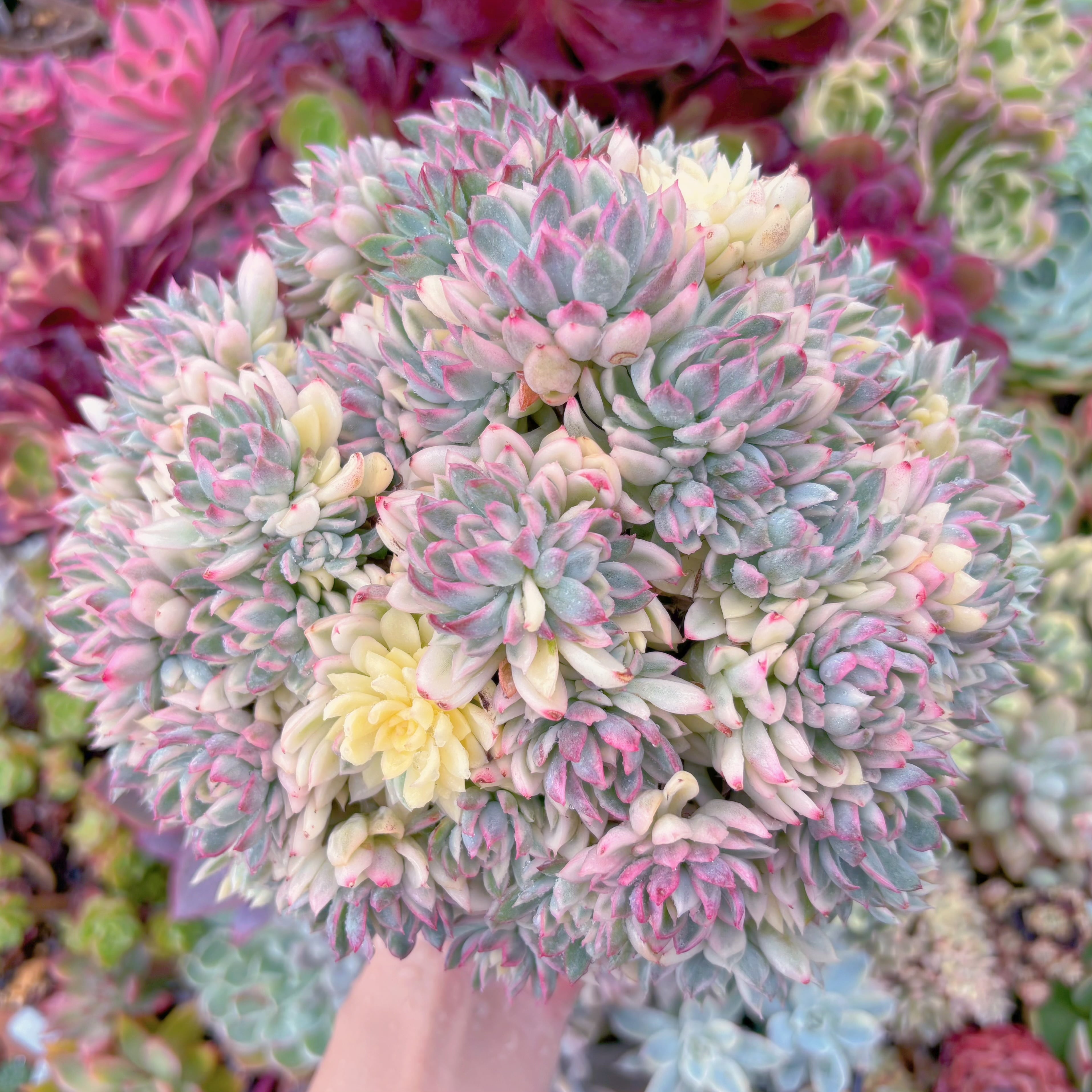 現品　女雛錦#024　新入荷　るる農園