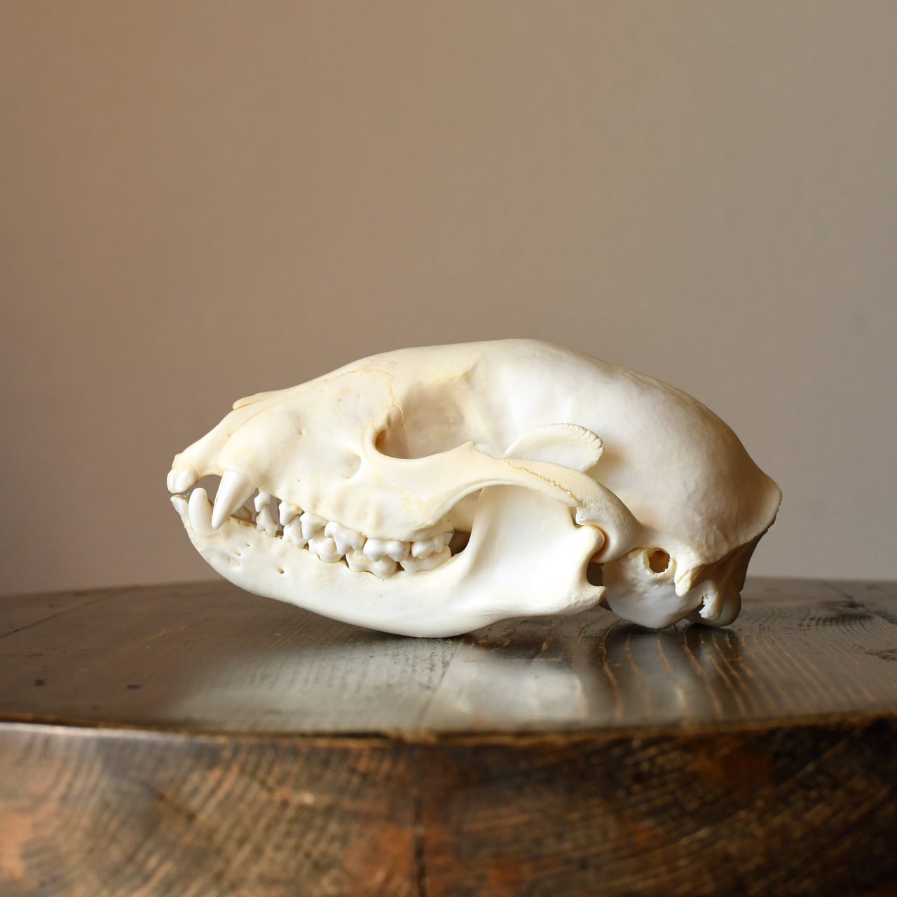 ほねとはね ONLINE SHOP