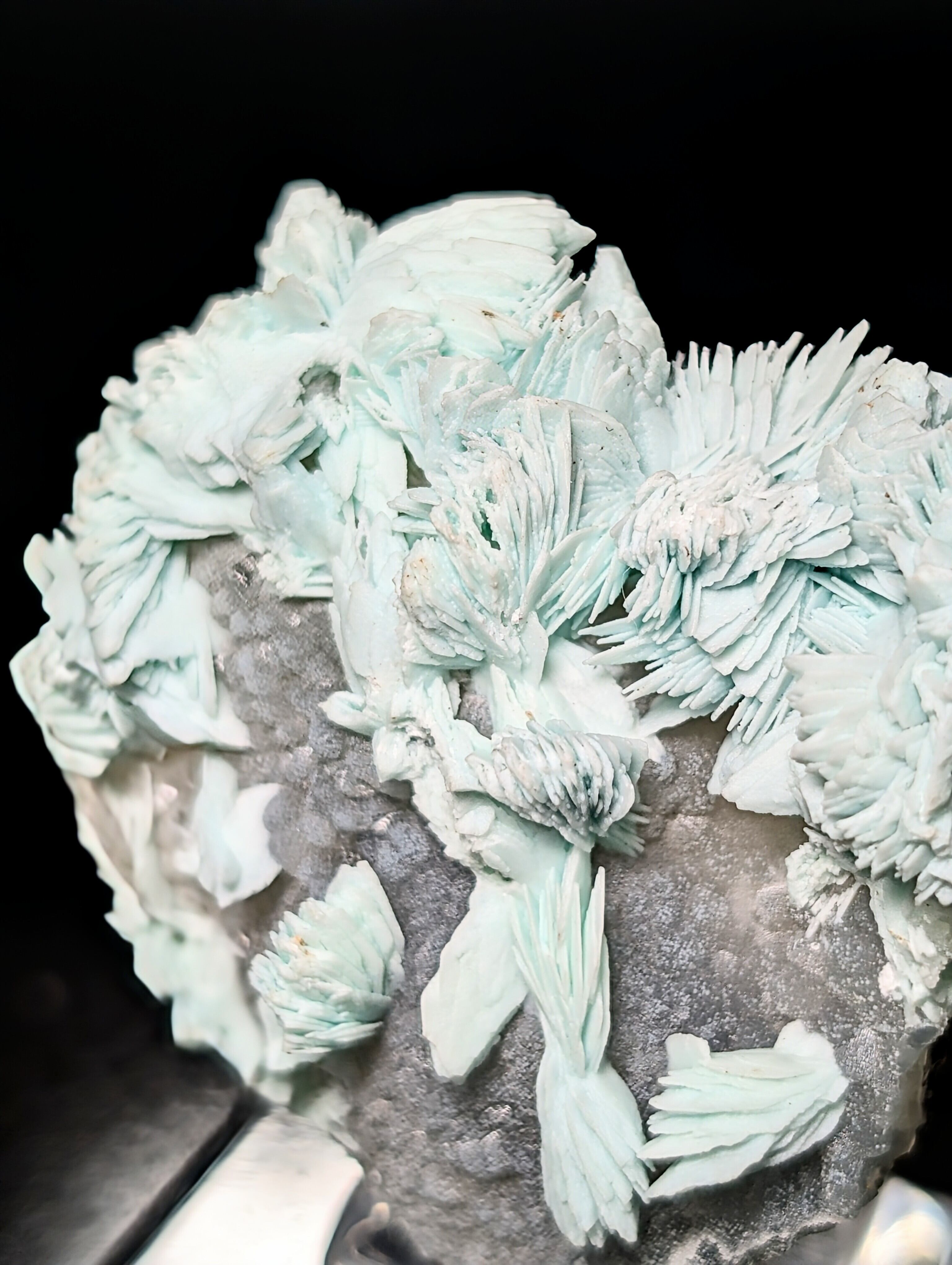 エスパーダ Espadaアロワナ AROWANA