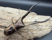 【WD】《メタリフェルホソアカ亜種フィナエ 91mm ペア》