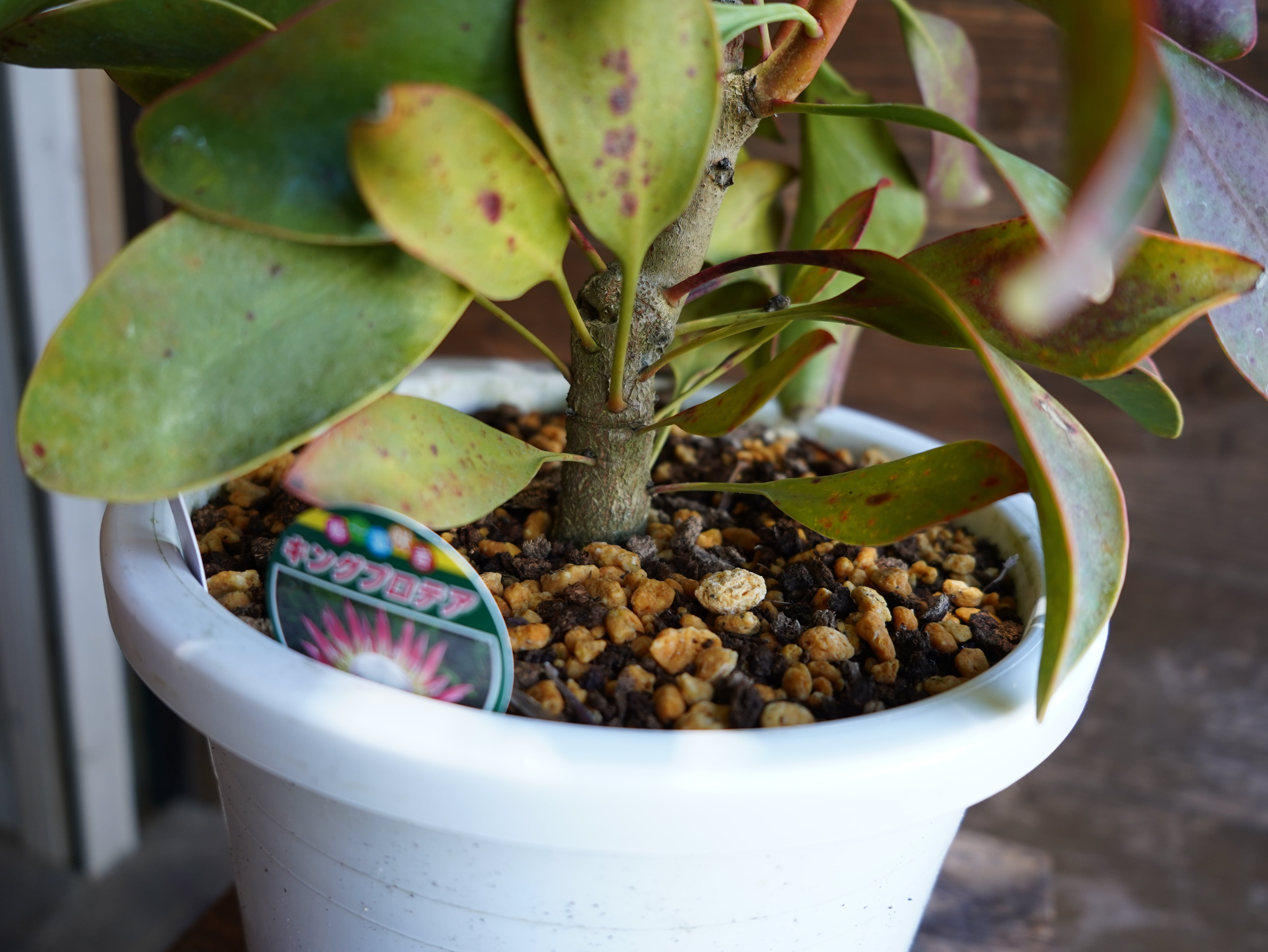 【現物】プロテア　シナロイデス　８号　B