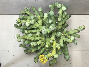 ユーフォルビア クリビコラ
