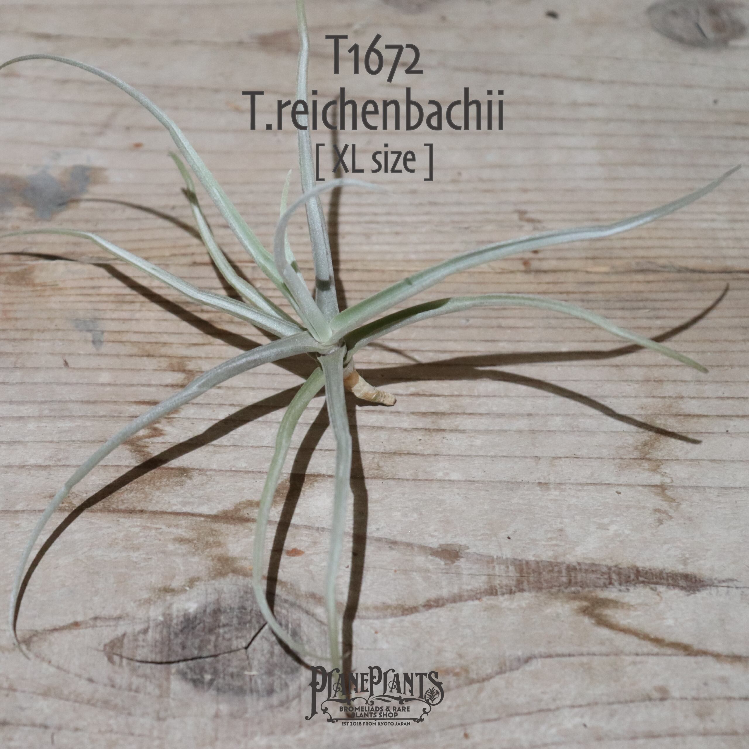 【送料無料】reichenbachii XL〔エアプランツ〕現品発送T1672