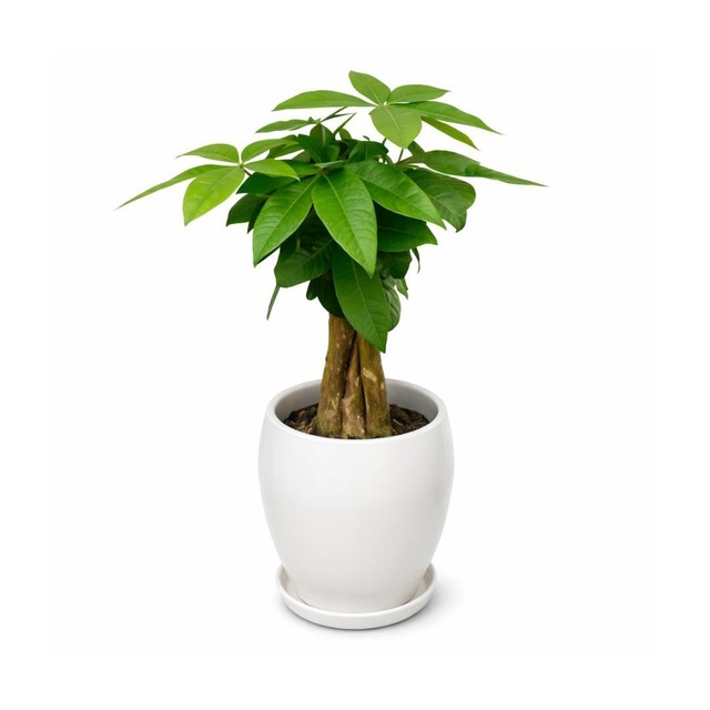金運アップの観葉植物パキラ 5号 陶器鉢