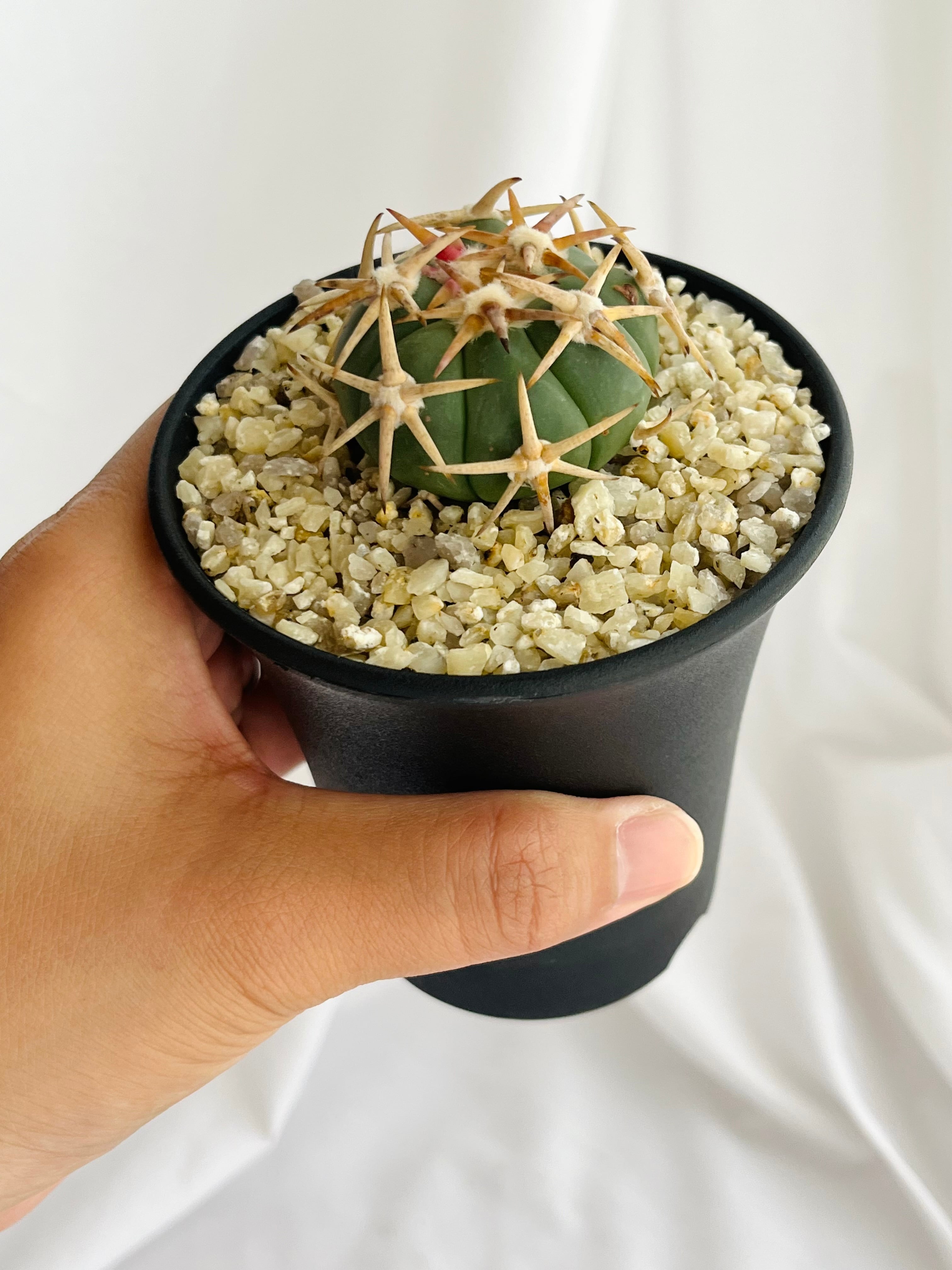 Echinocactus horizonthalonius エキノカクタス 白刺翠平丸 Echinocactus horizonthalonius エキノカクタス 白刺翠平丸