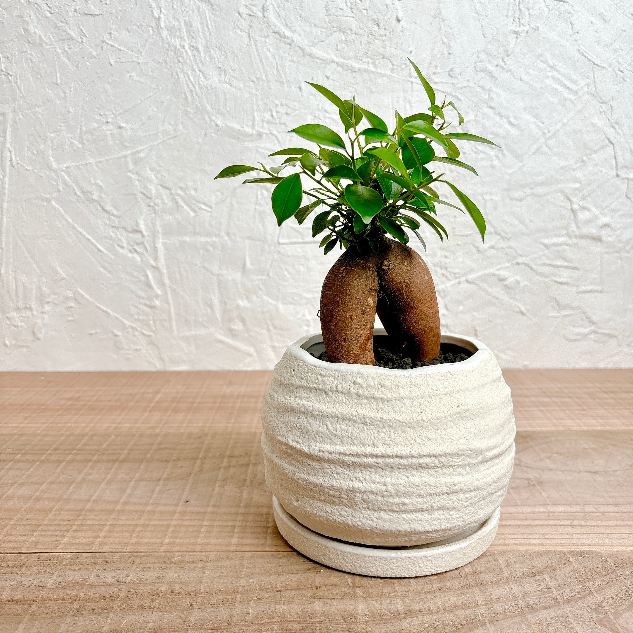 ガジュマル [観葉植物] | yu25plants
