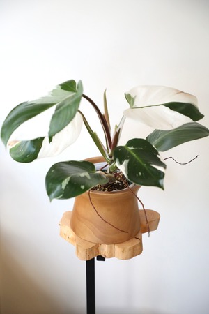 フィロデンドロン ホワイトナイト/Philodendron White Knight ※マンゴーウッドポット別売り