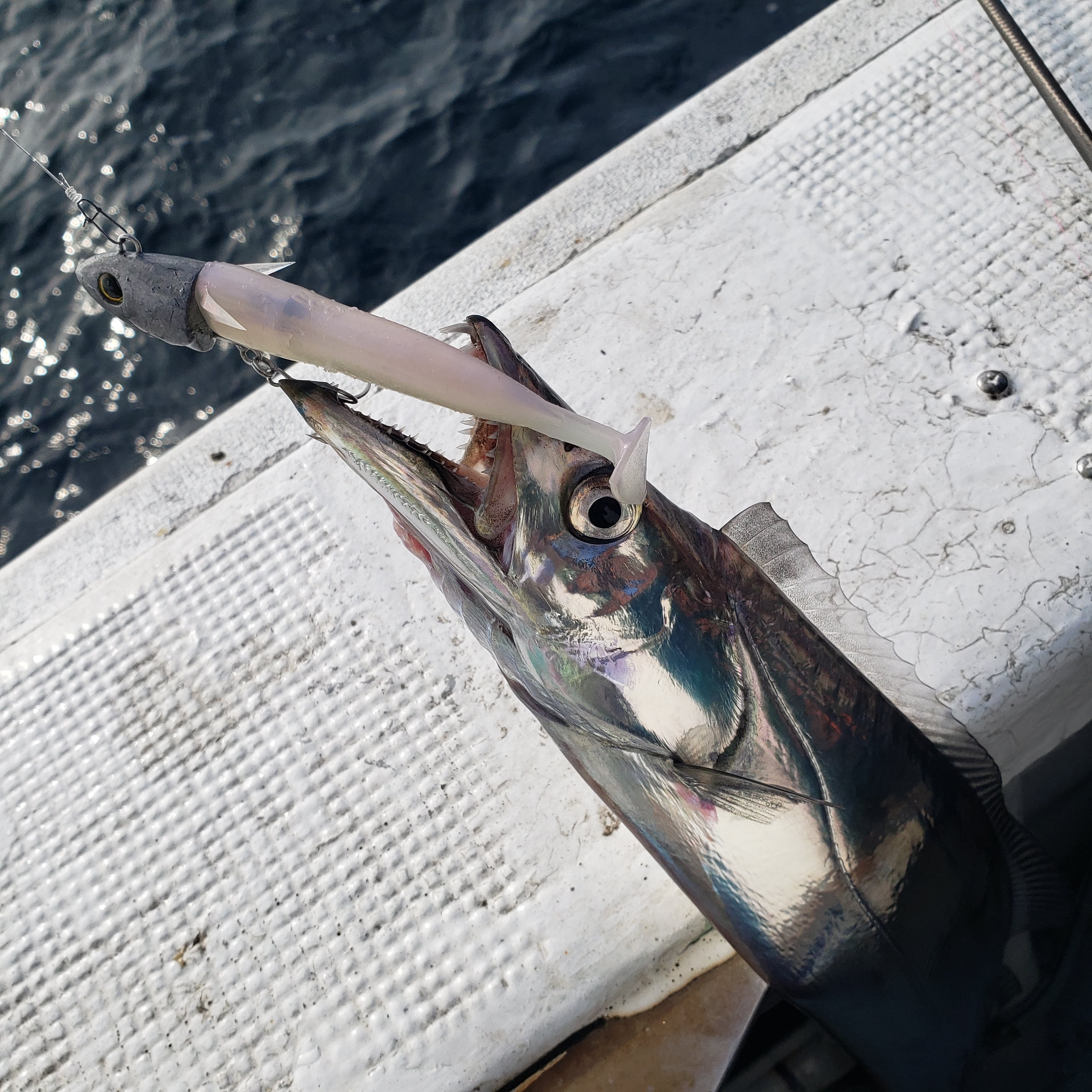 シーバス | goober