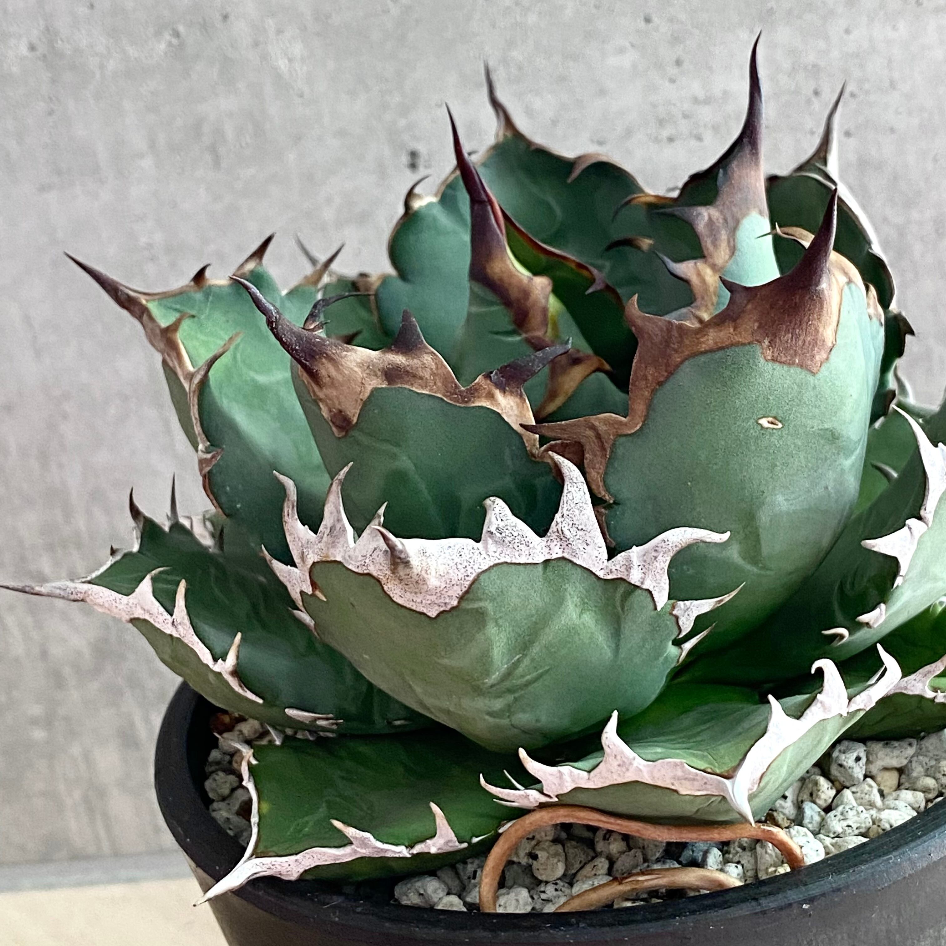 AGAVE titanota アガベ チタノタ 厳龍牡丹①