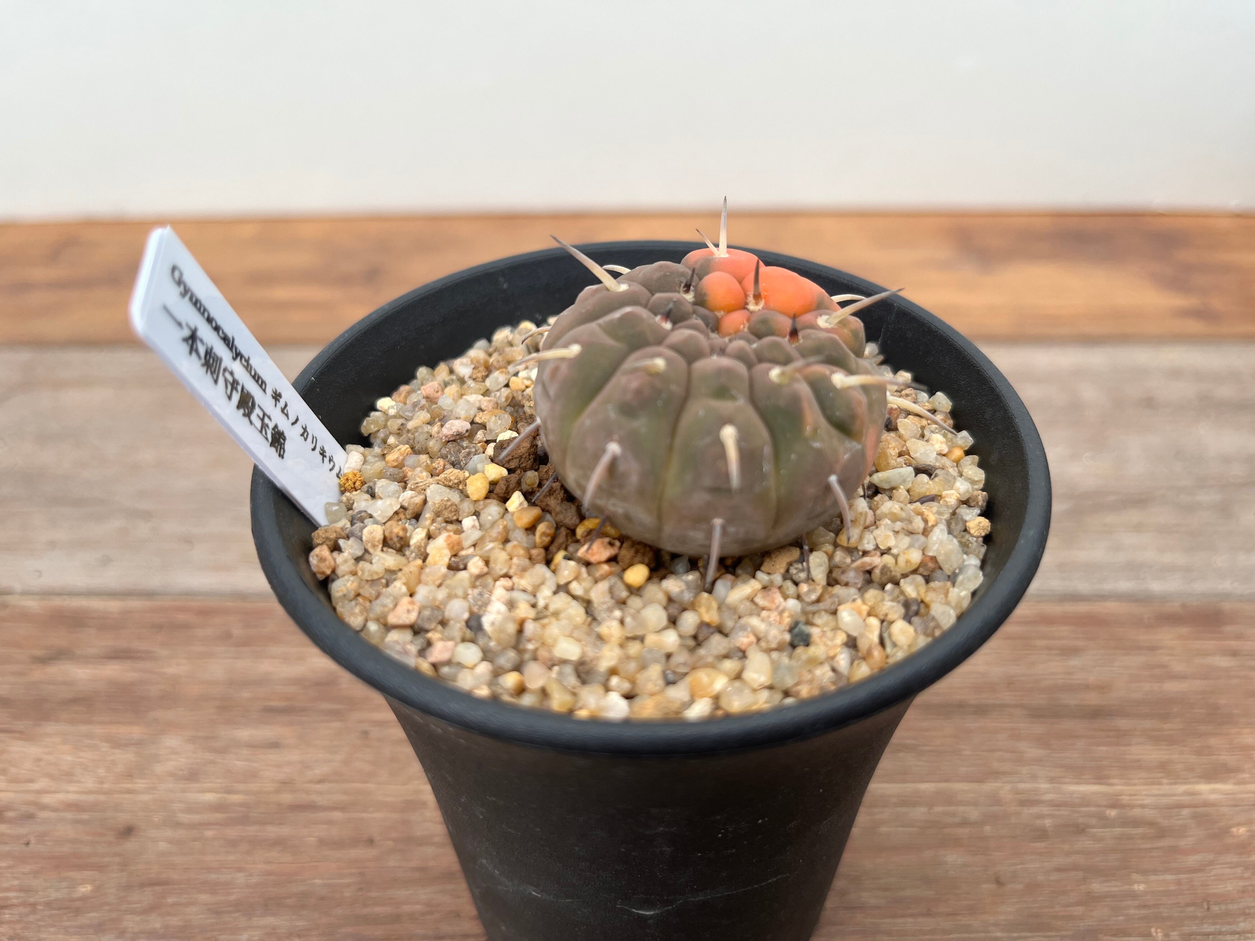 Gymnocalycium stellatum ギムノカリキュウム 守殿玉錦 一本刺