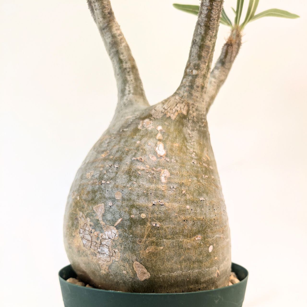 パキポディウム ロスラーツム グラキリス Pachypodium rosulatum var
