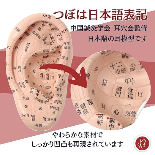 Beautear 耳模型 日本語版 17cm 耳つぼ模型 耳つぼジュエリー 日本語