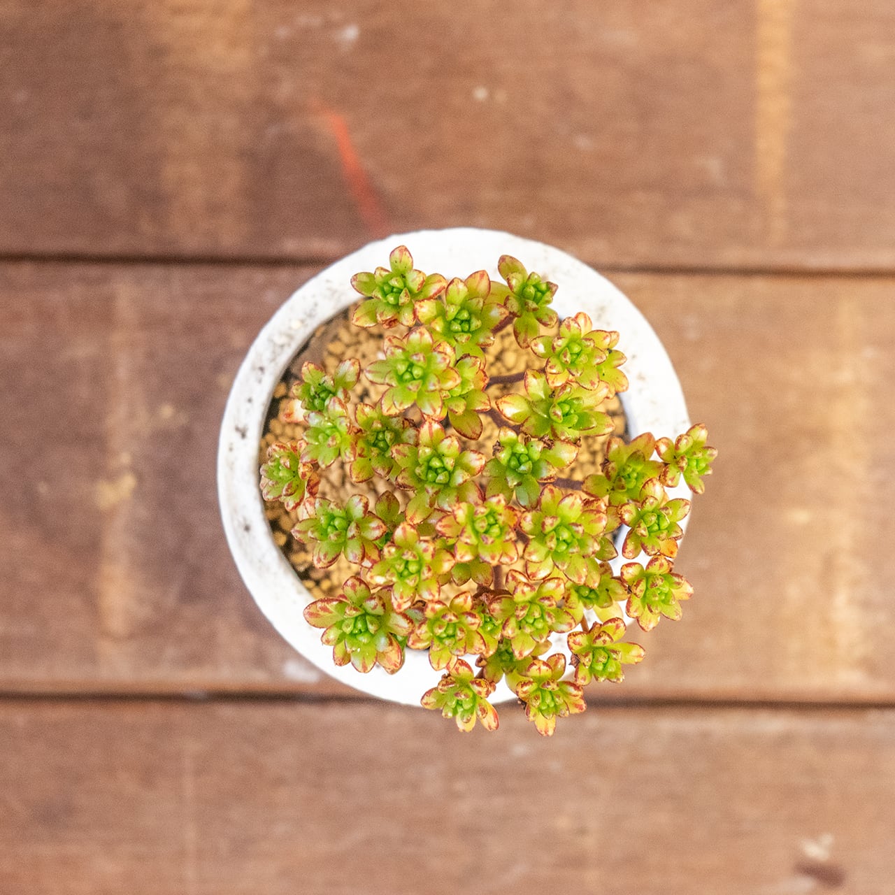 アエオニウム・小人の祭り錦｜ふた株の動きが可愛い盆栽仕立て【手づくりモルタル鉢】